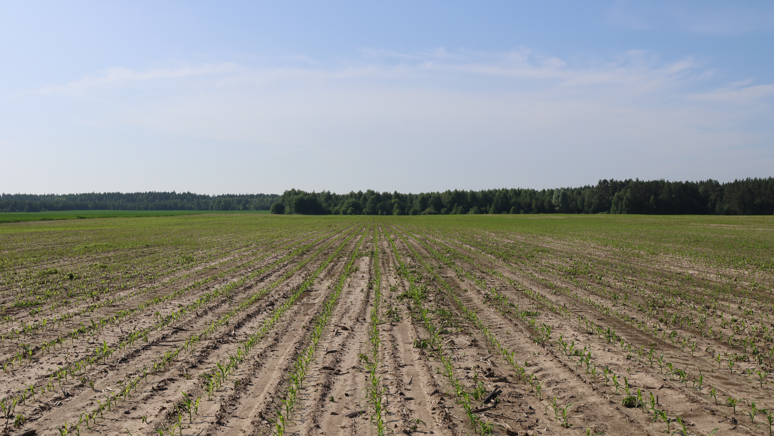 Рис. 3 Загальний стан поля на момент огляду