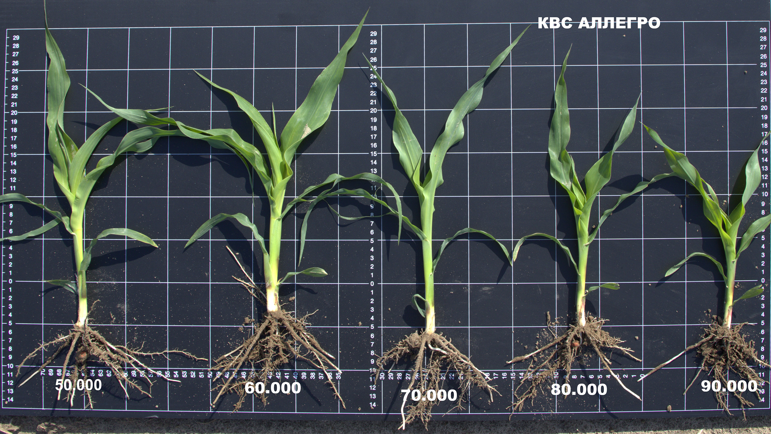 Рис. 4 Розвиток рослин за різними густотами