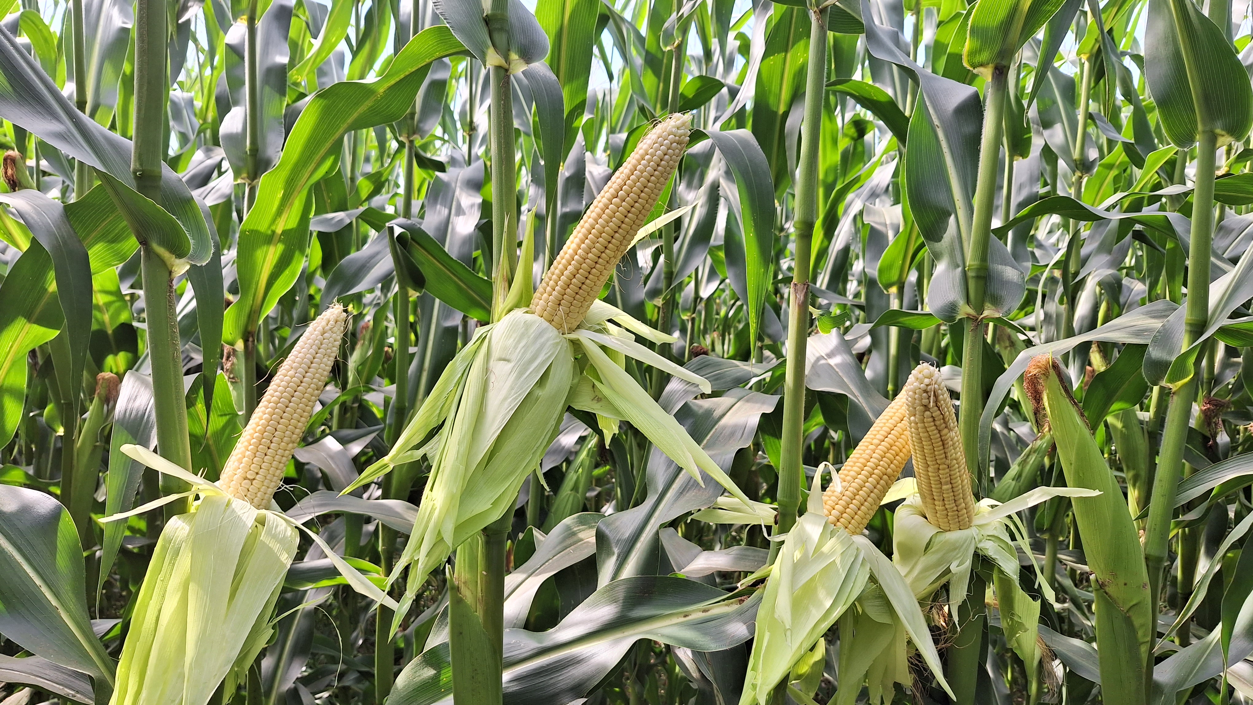  Рис. 5 Загальний вигляд рослин кукурудзи