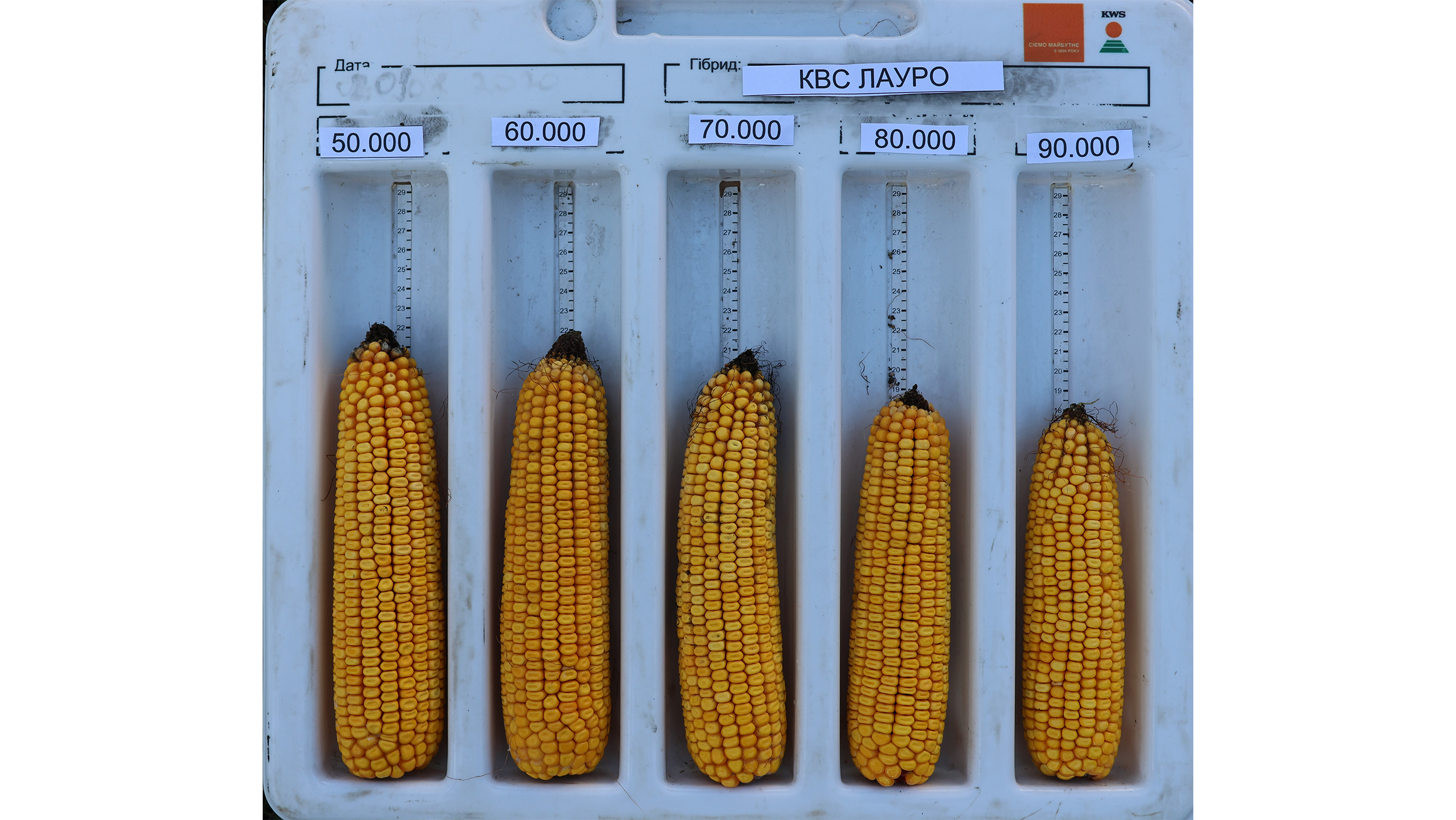 Рис.14 Качани КВС ЛАУРО