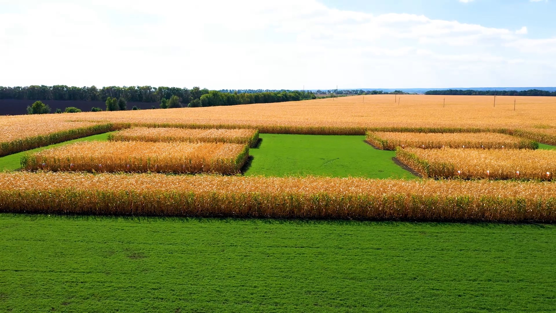 kws-novi-brendy-kukurudzy-khorol-poltavska-oblast-2020-05.jpg