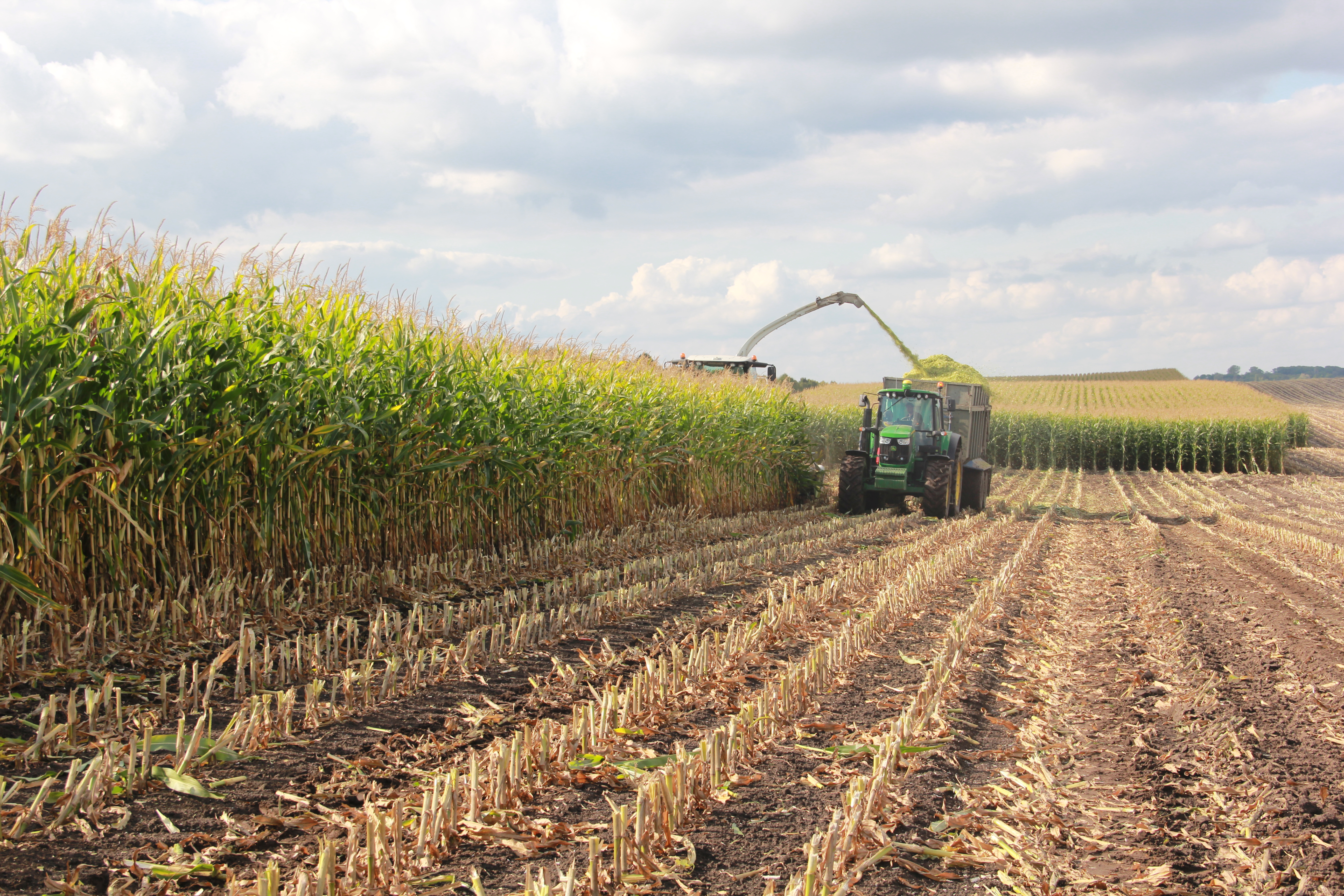 Процес збирання урожаю кукурудзи на силос