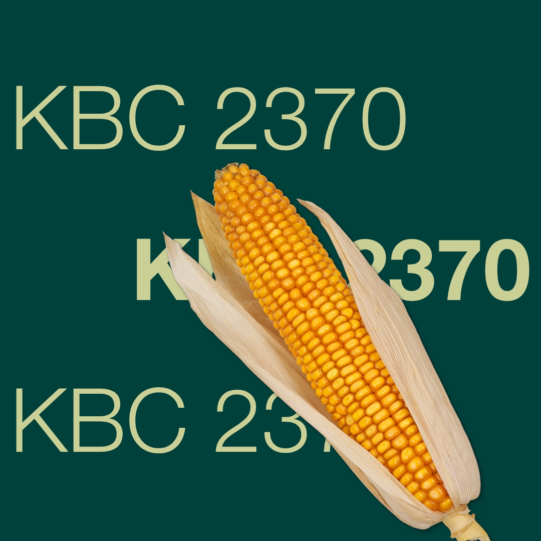 Гібрид кукурудзи КВС 2370 з ФАО 280