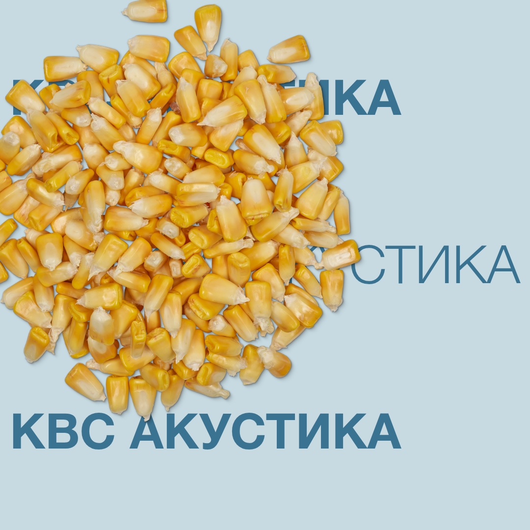 Гібрид кукурудзи КВС АКУСТИКА з ФАО 350