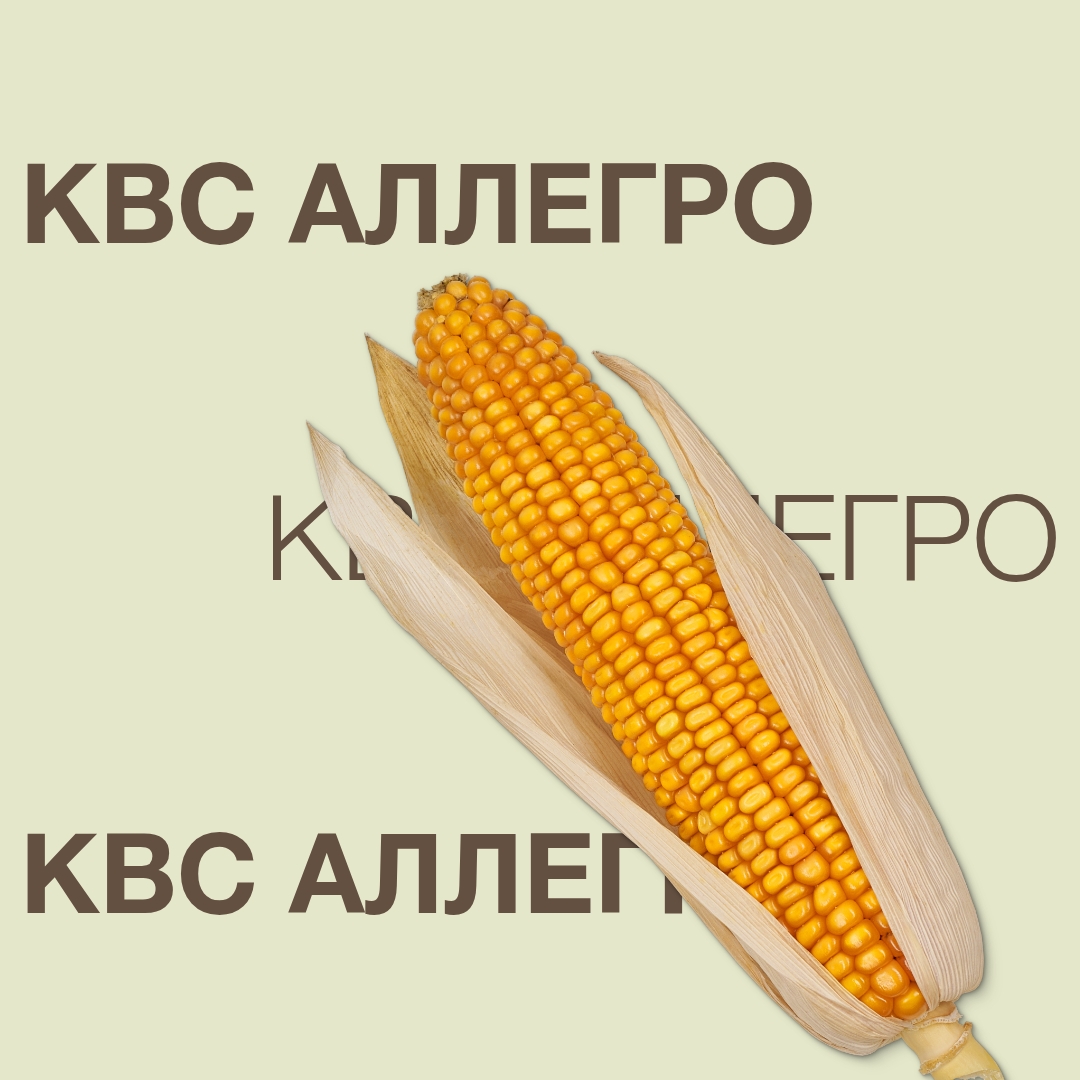 kws_allegro_keyvisual_ua_1x1.jpg