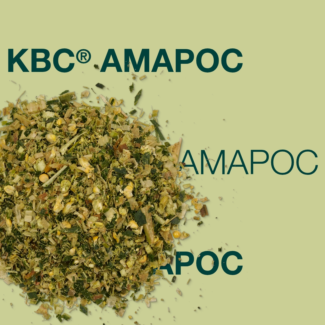 Гібрид кукурудзи КВС АМАРОС з ФАО 230