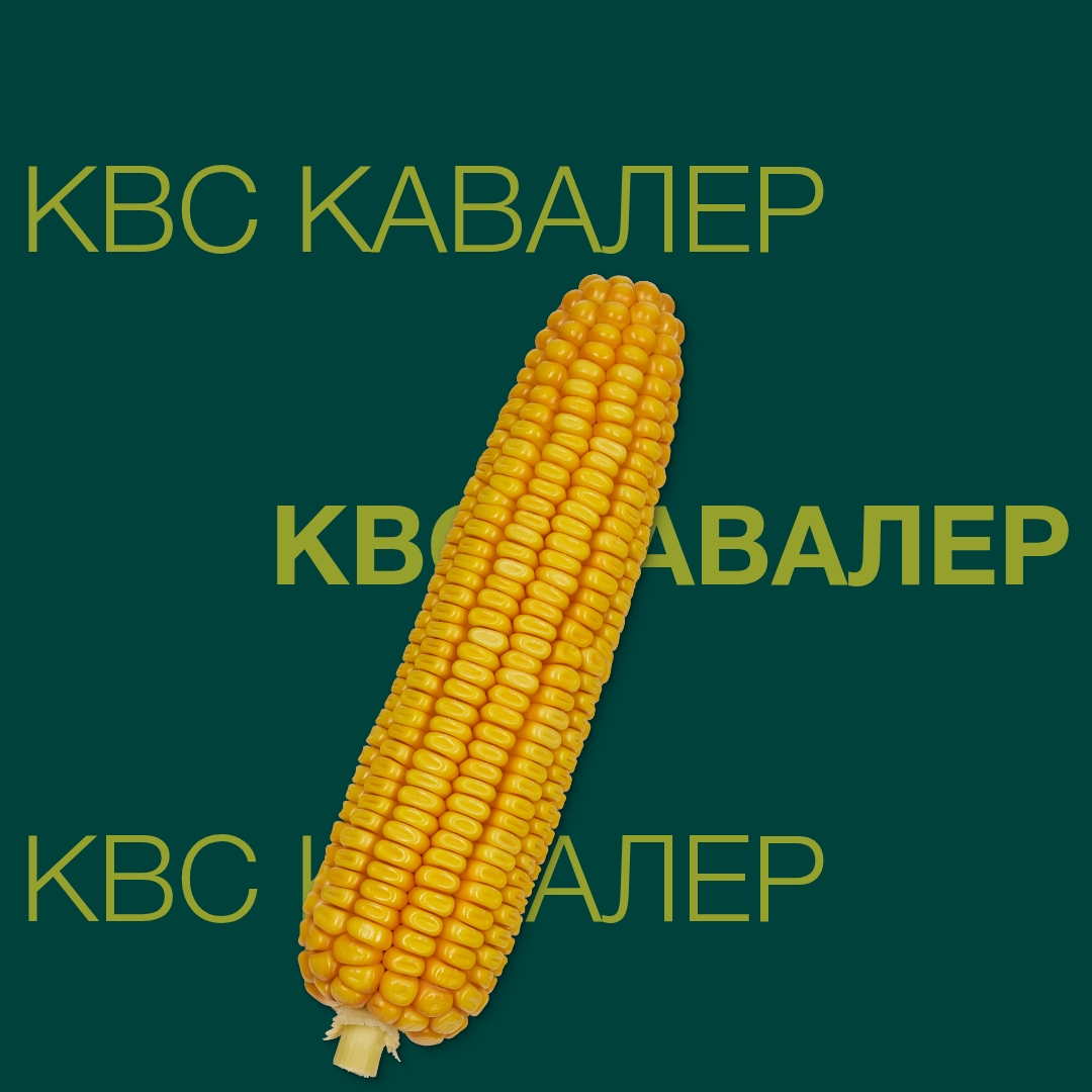 гібрид кукурудзи КВС КАВАЛЕР з ФАО 250