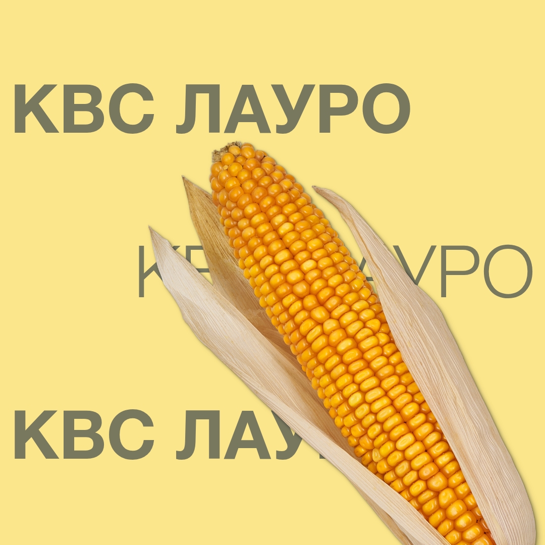 kws_lauro_keyvisual_ua_1x1.jpg