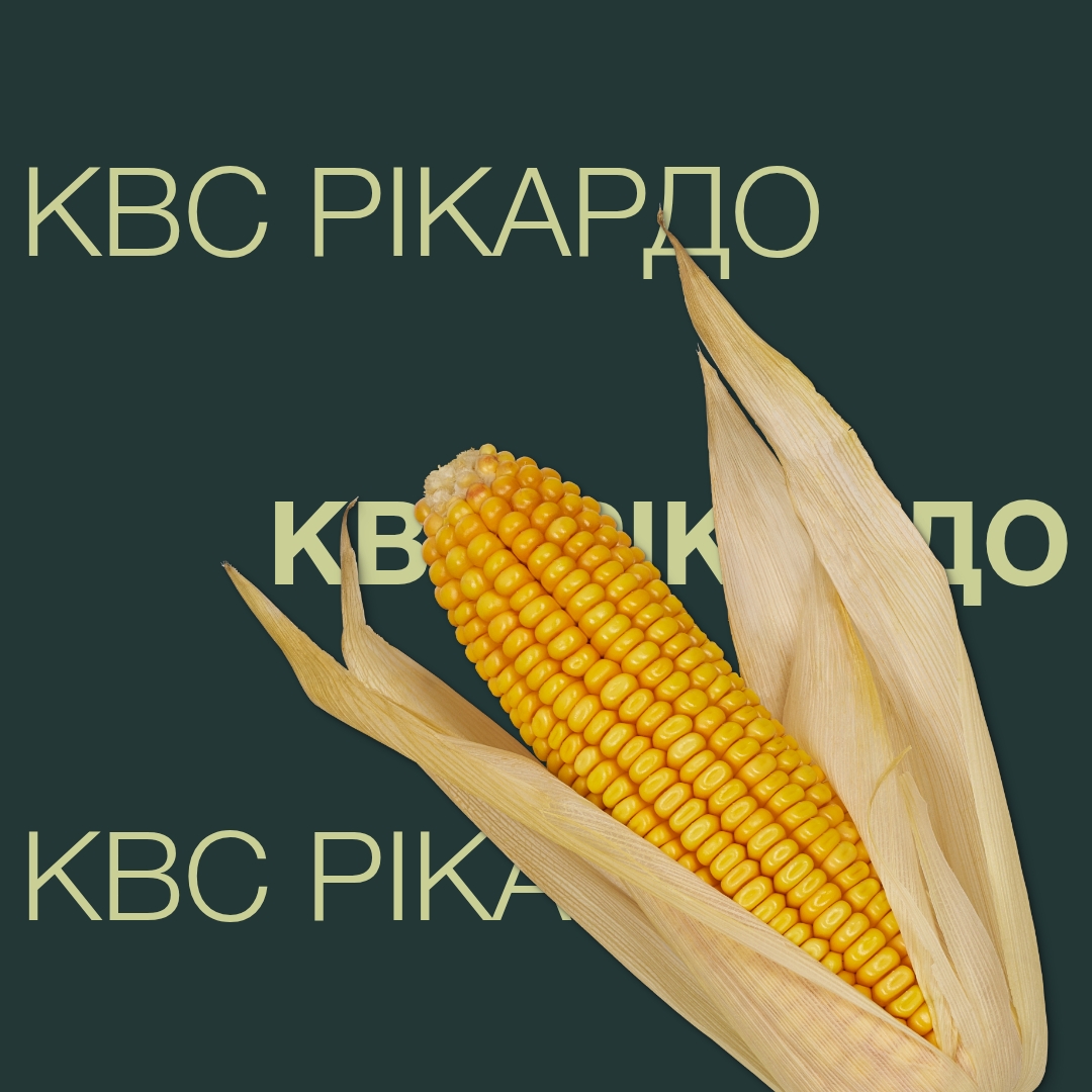 Гібрид кукурудзи КВС РІКАРДО з ФАО 320