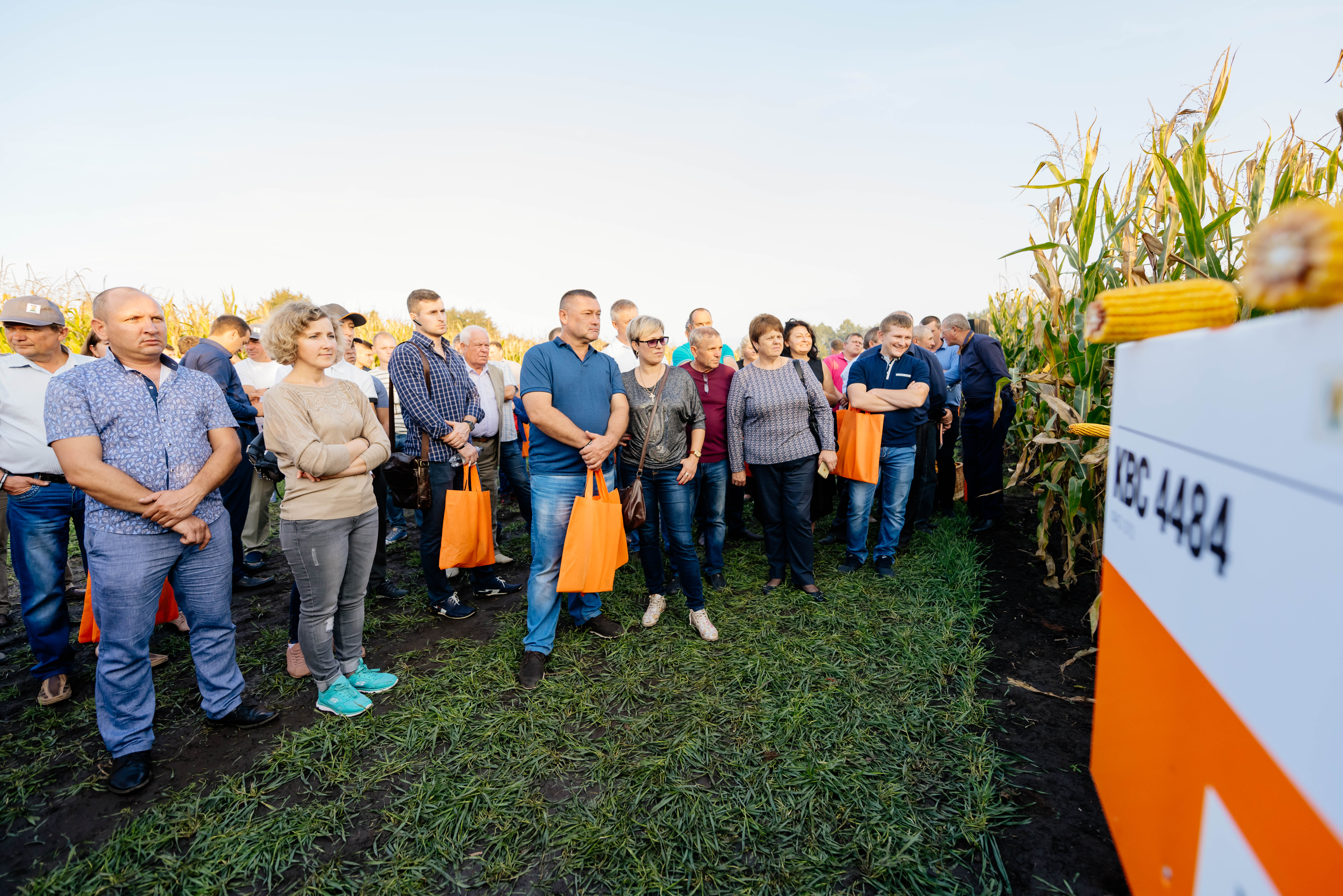 Новинка 2018 року - гібрид кукурудзи КВС 4484. Презентація на Нічному Дні поля