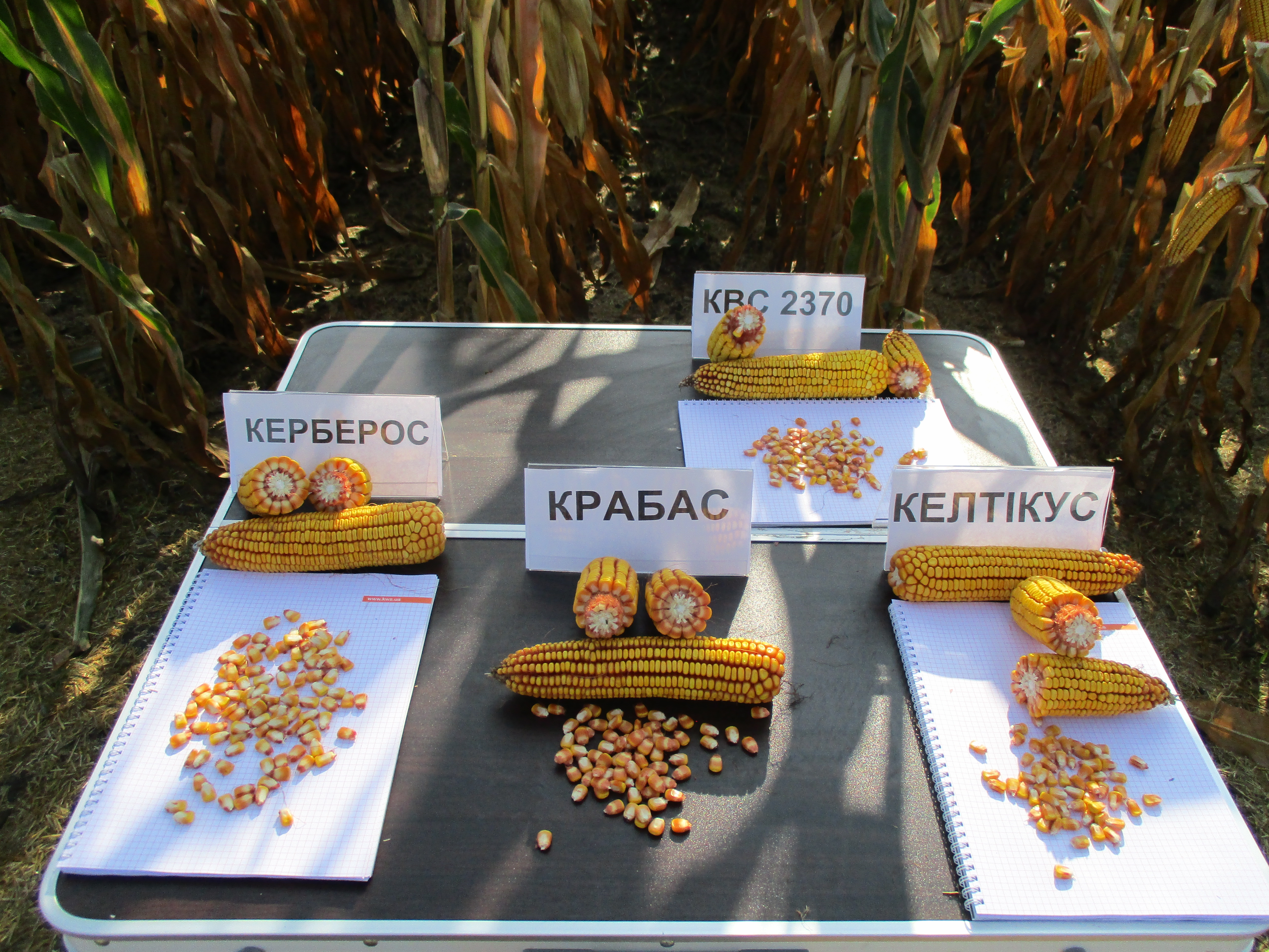 Гібриди кукурудзи селекції KWS. Порівняння типу зерна