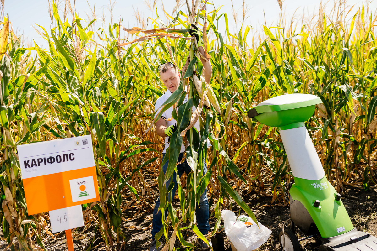 Демонстрація визначення вмісту сухої речовини в силосі кукурудзи під час Дня поля в Кайдаках-Агро