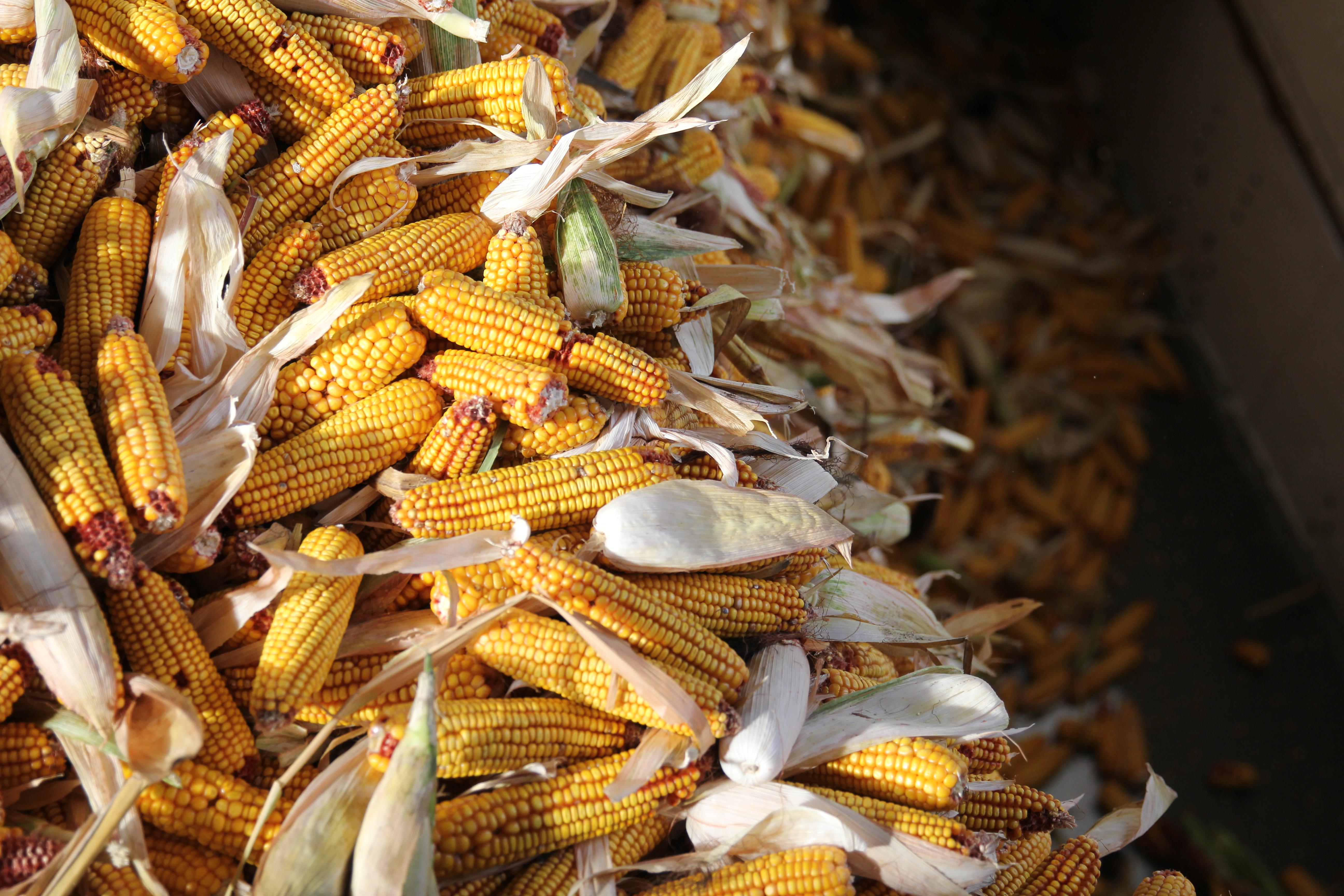 Качани кукурудзи. Прийом сировини на насіннєвому заводі КВС-УКРАЇНА 