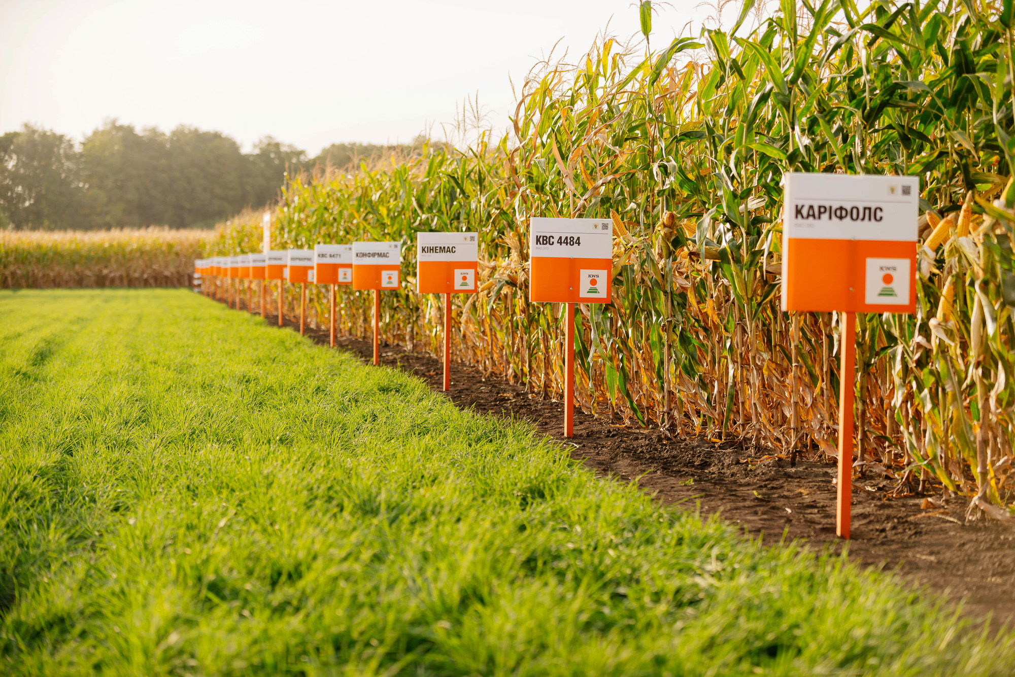 Урожайність гібридів кукурудзи селекції KWS в Полтавській області у 2018 році