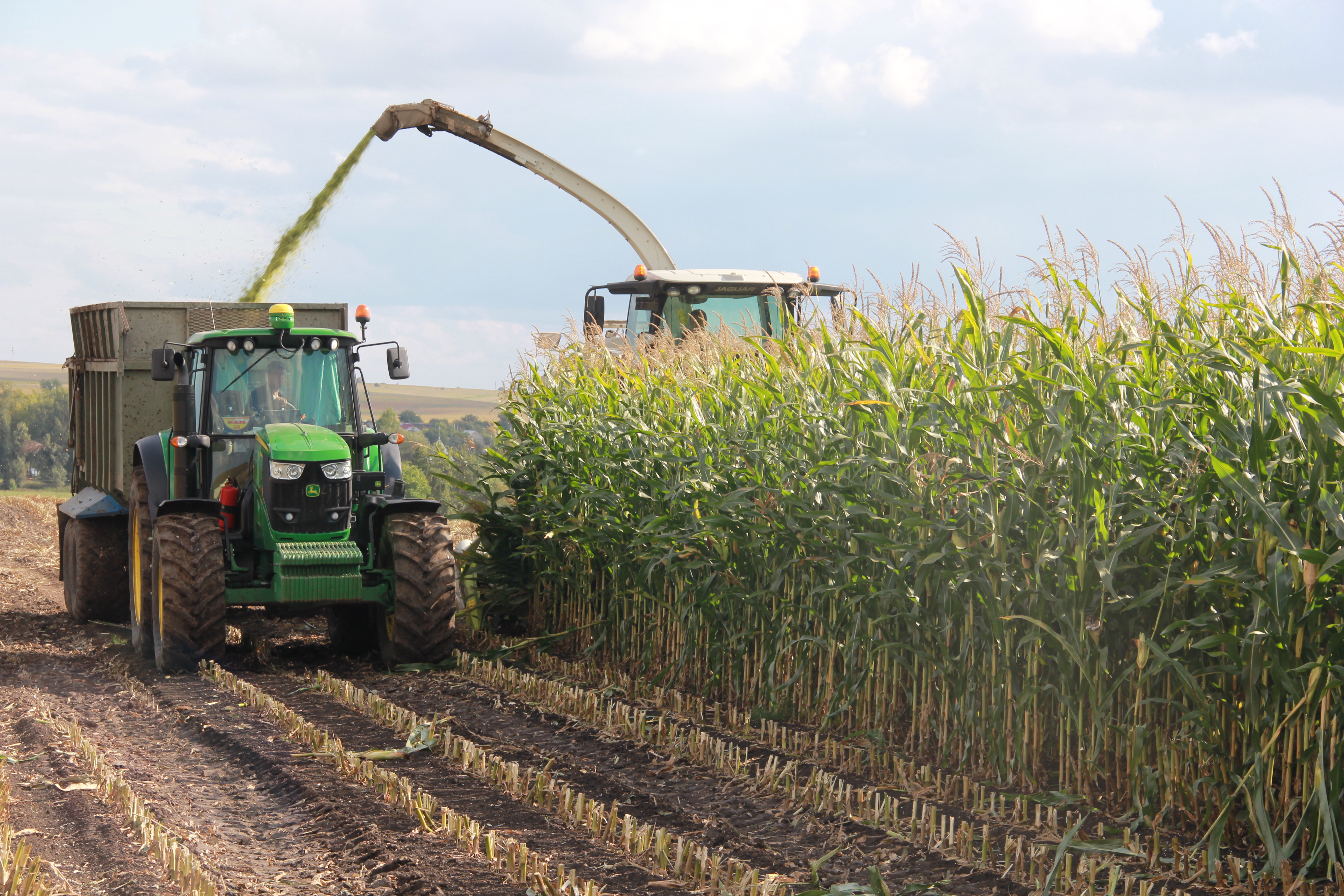 Збирання силосу комбайном CLAAS