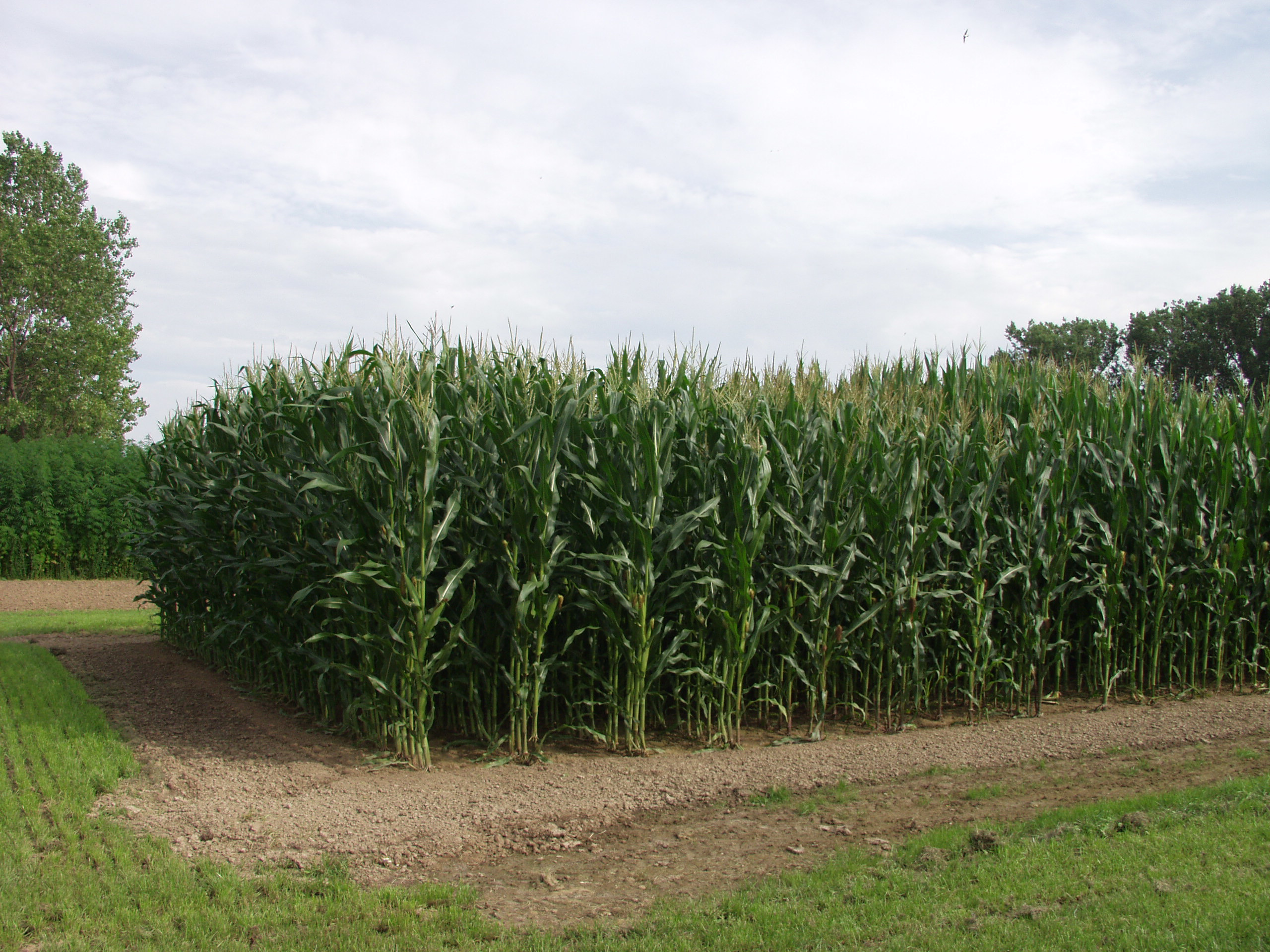 Енергетична кукурудза з високим рівнем біомаси