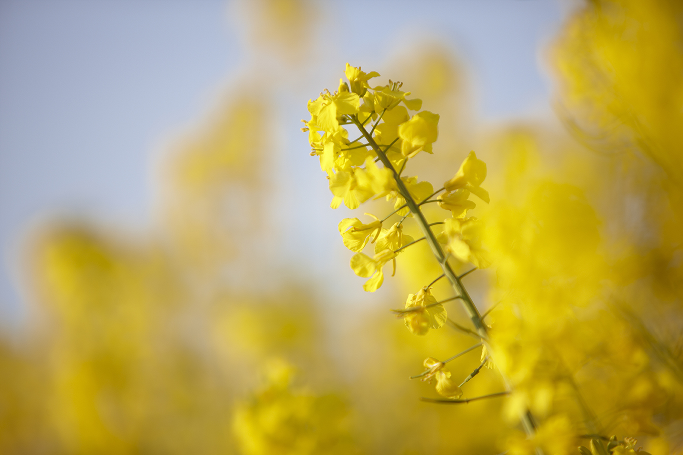 Organic rapeseed