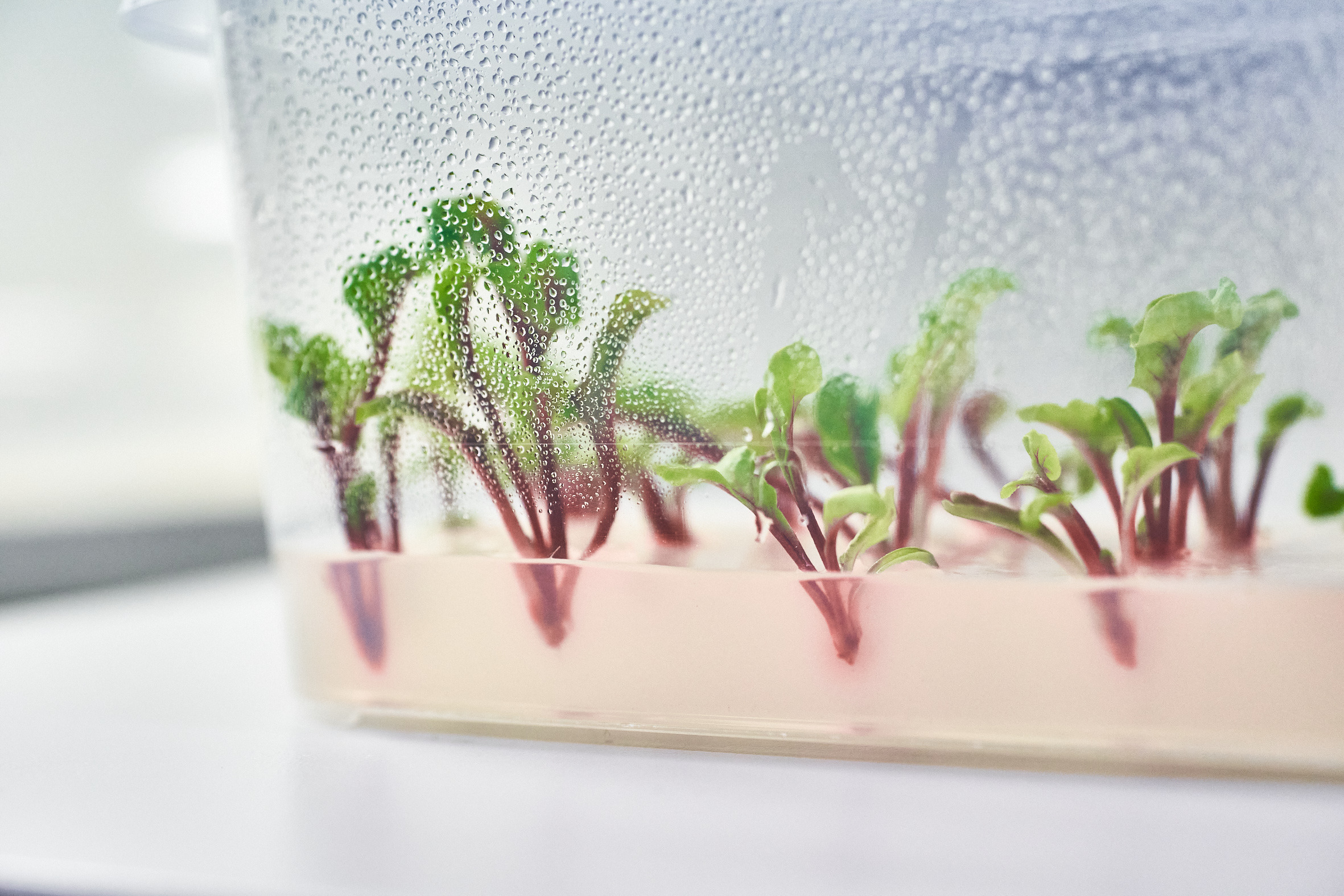 press-picture_in-vitro-seedlings-in-the-lab_(c)kws.jpg