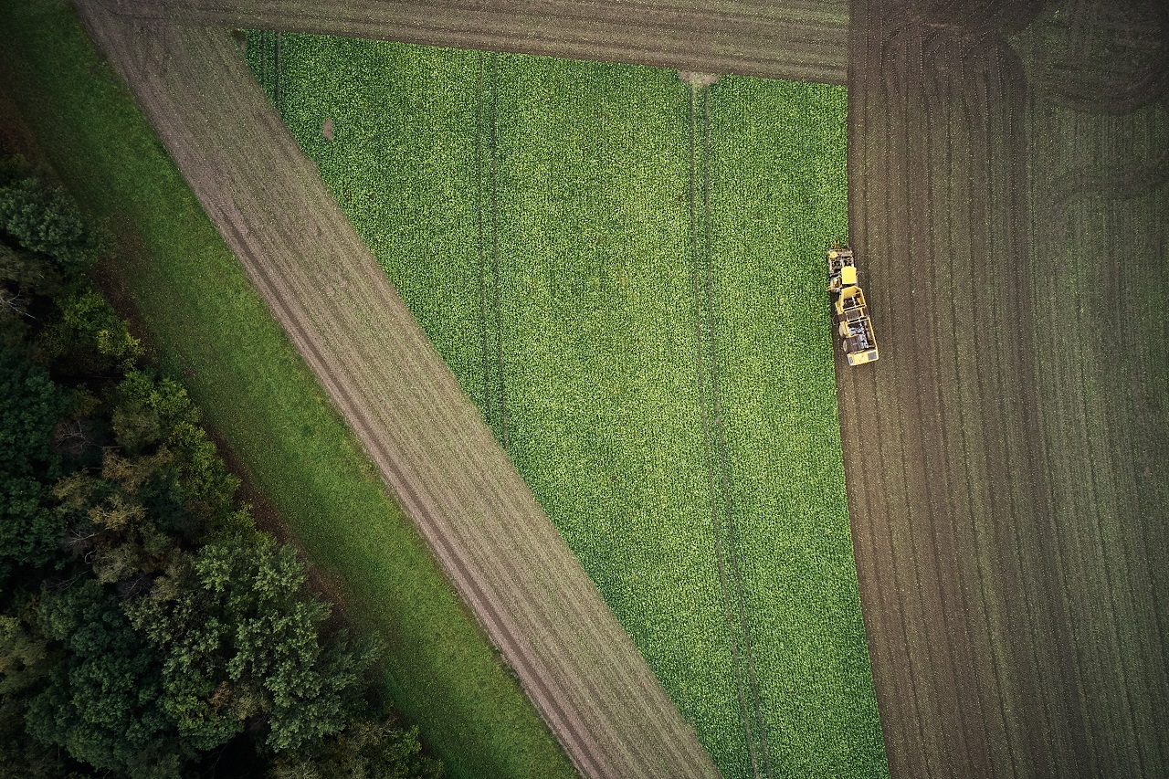 press-picture_sugarbeet-harvest_(c)kws.jpg