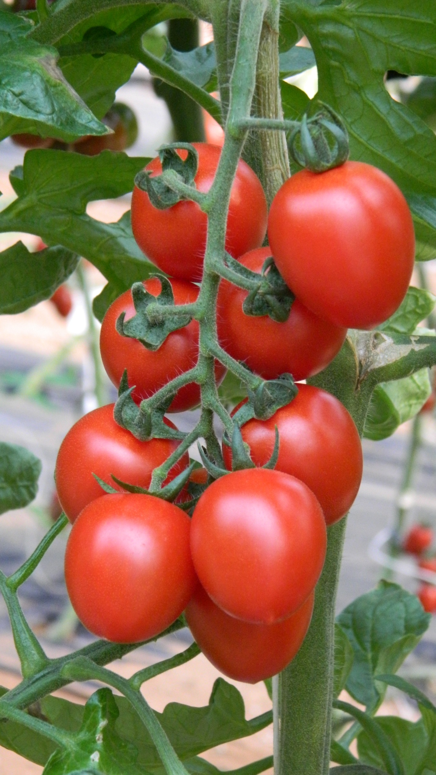 press-picture_tomato_midi-plum_(c)kws.jpg