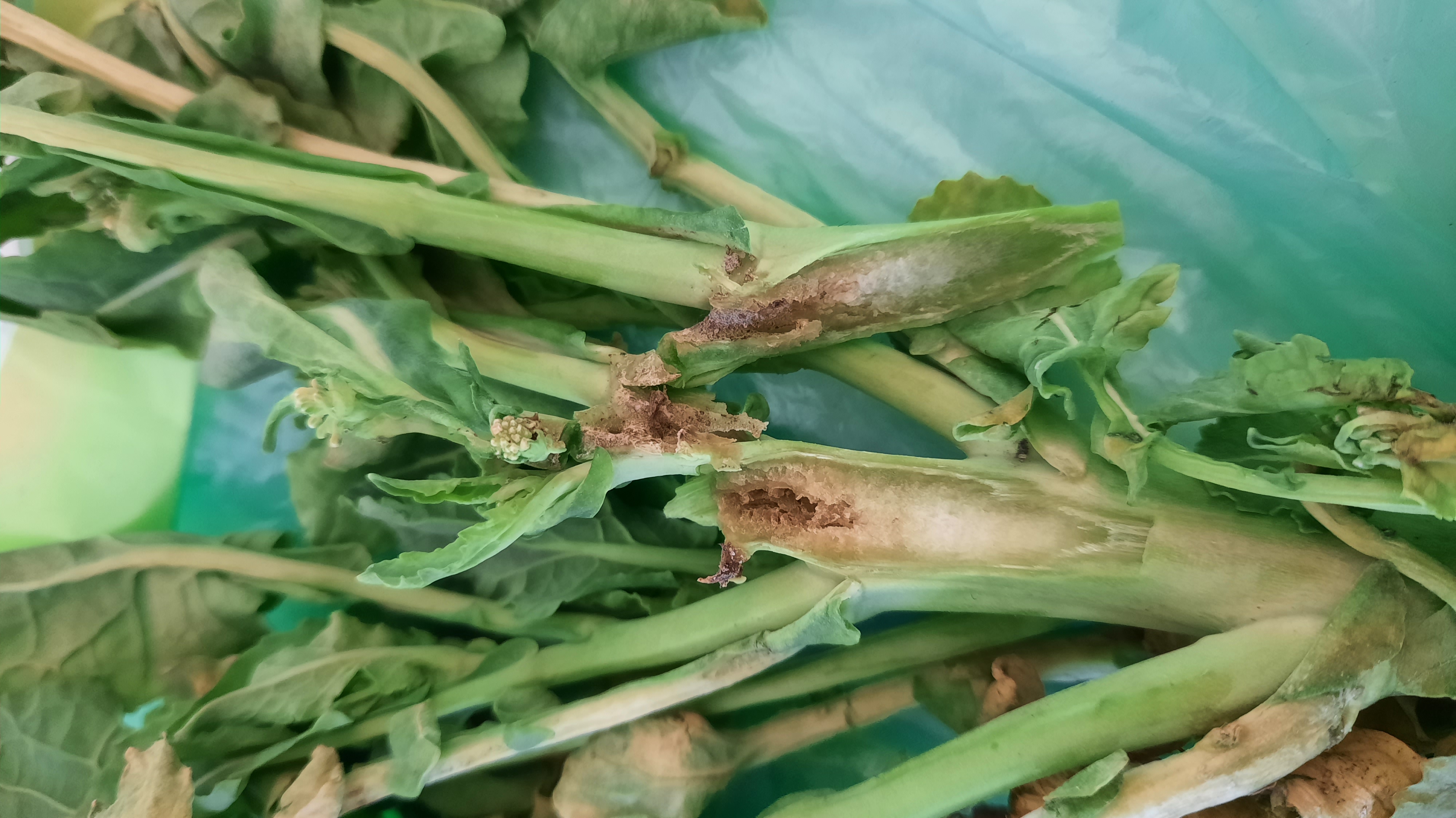 damage-caused-by-cabbage-stem-flea-beetles.jpg