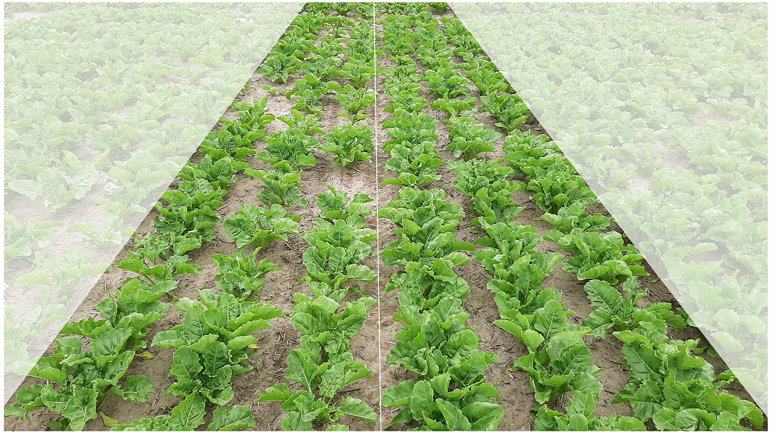 press-picture_biological-seed-treatment_sugarbeet_(c)kws.png