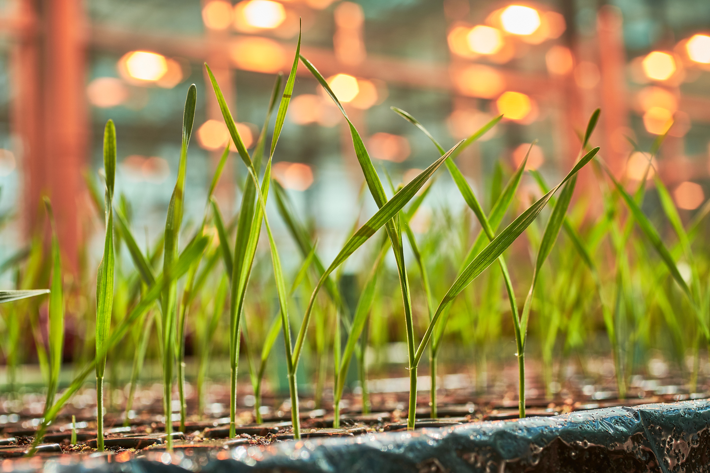 press-picture_young-plants-in-the-greenhouse_(c)kws.jpg