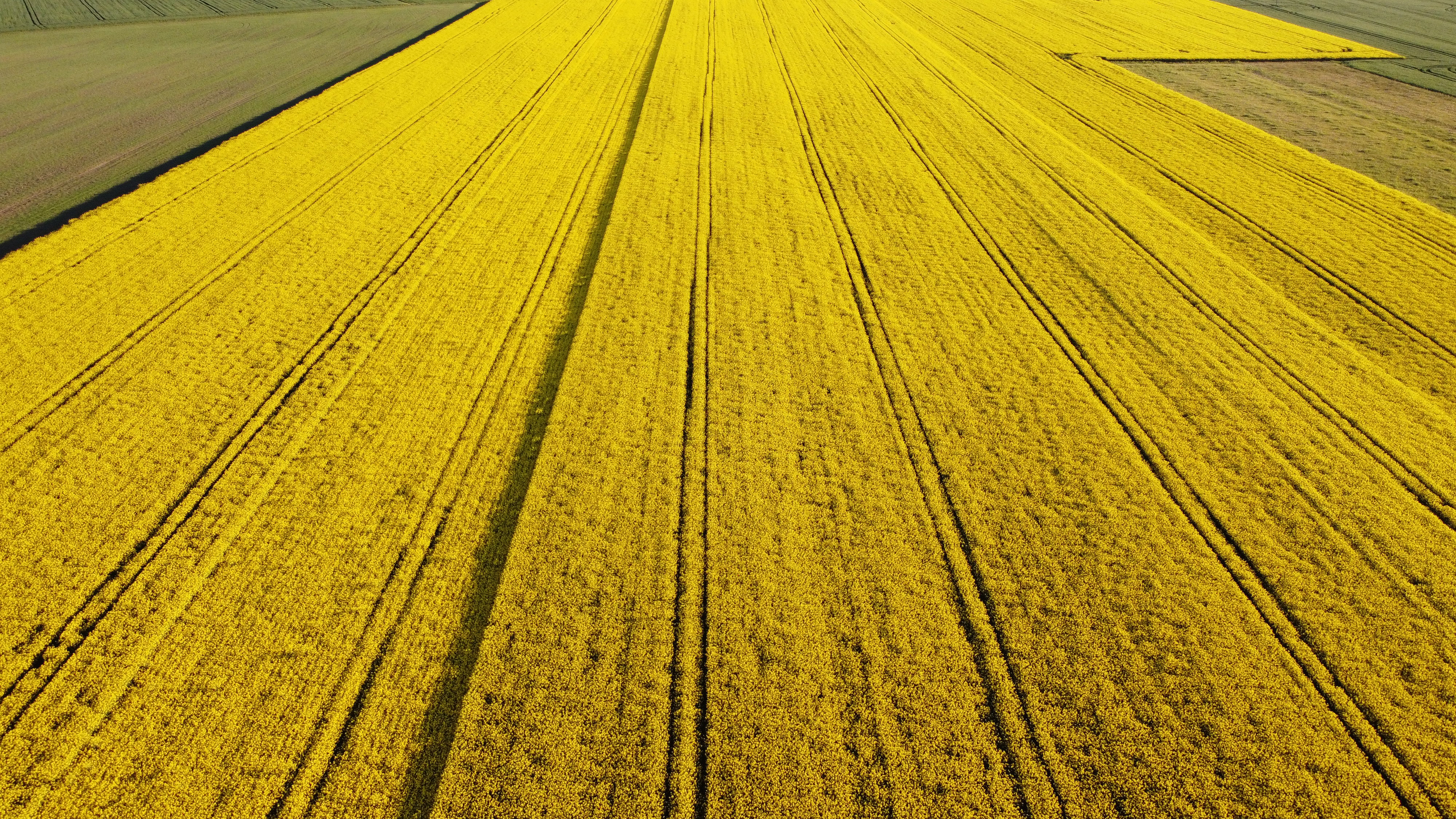 kws0819_rapeseed_field_dji_0073-1.jpg