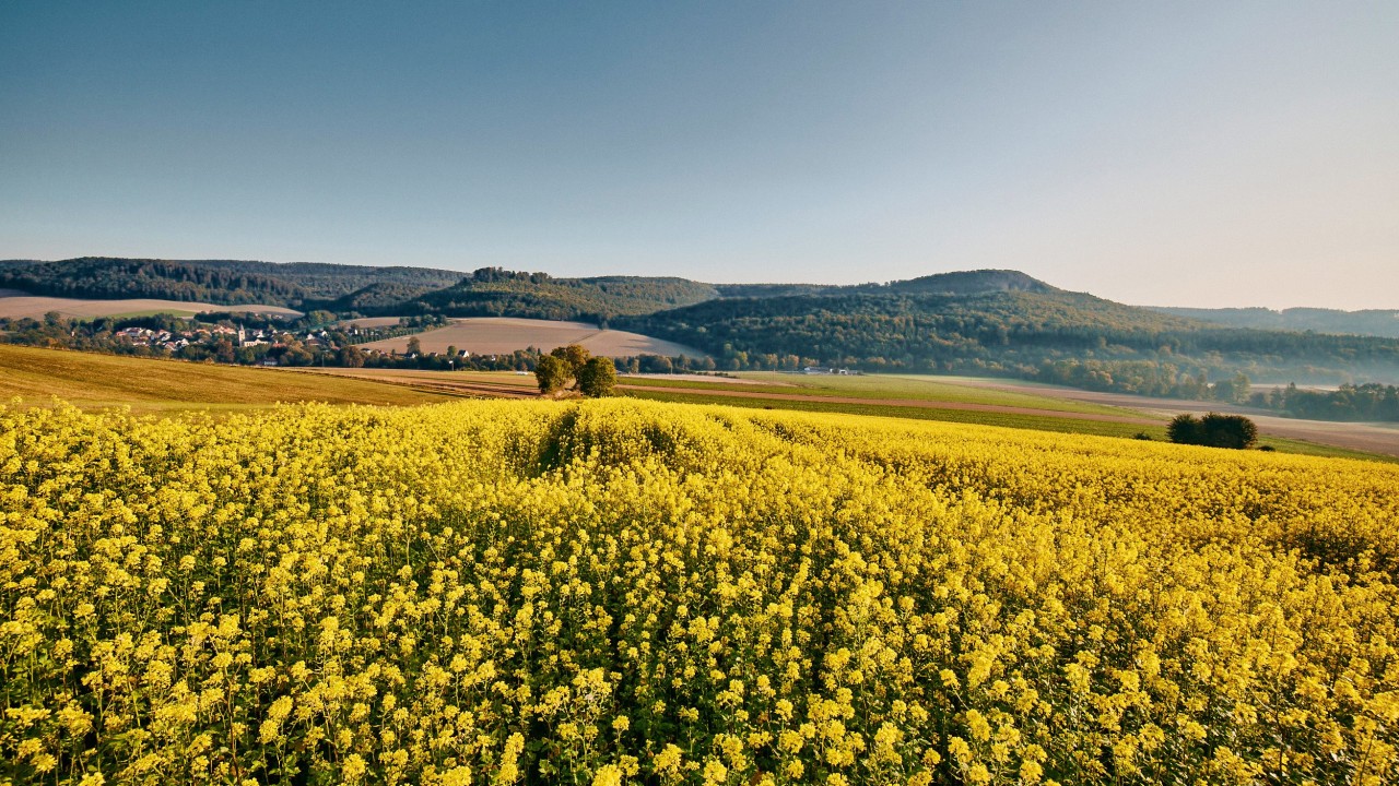 kws0920_landscape_canolafield_0163_srgb.jpg
