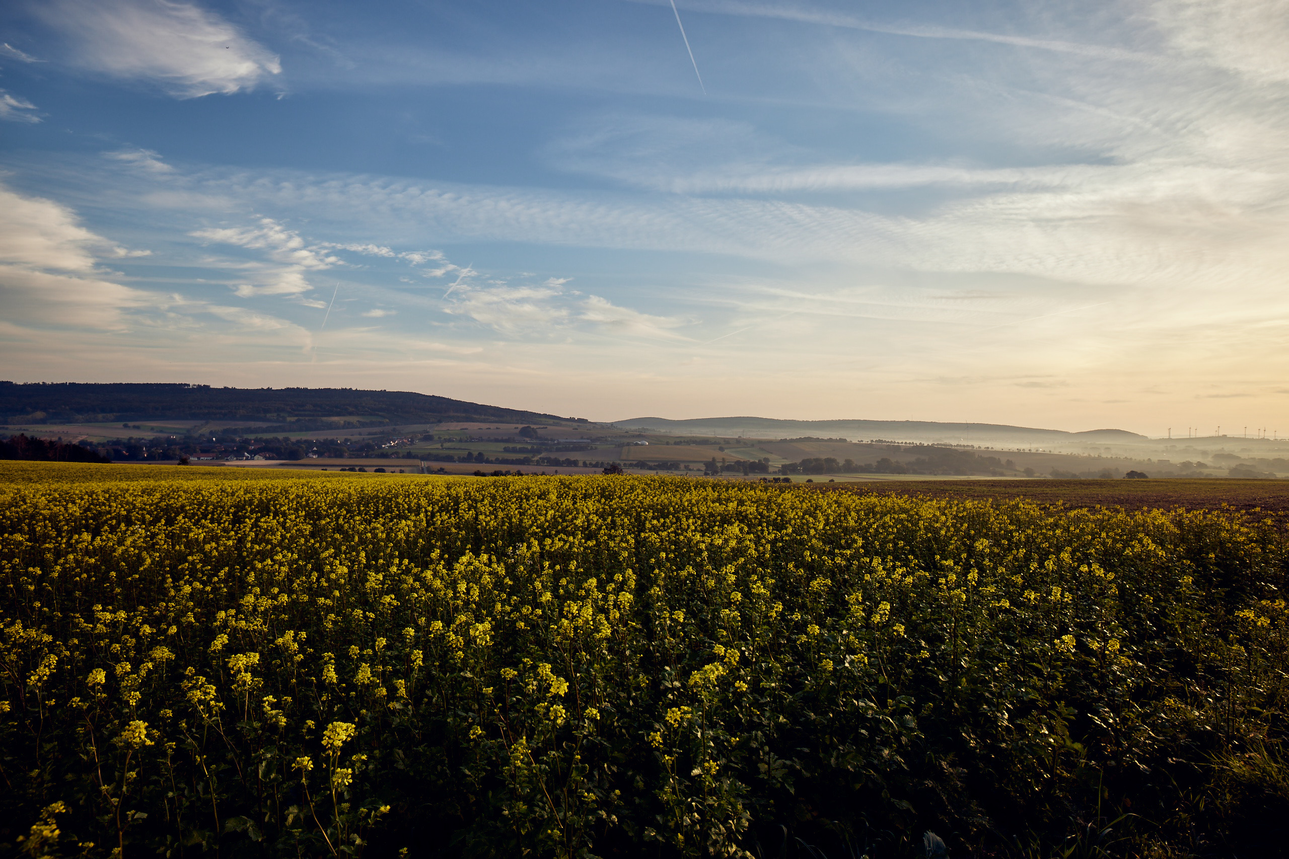 kws0920_rape_field_013.jpg