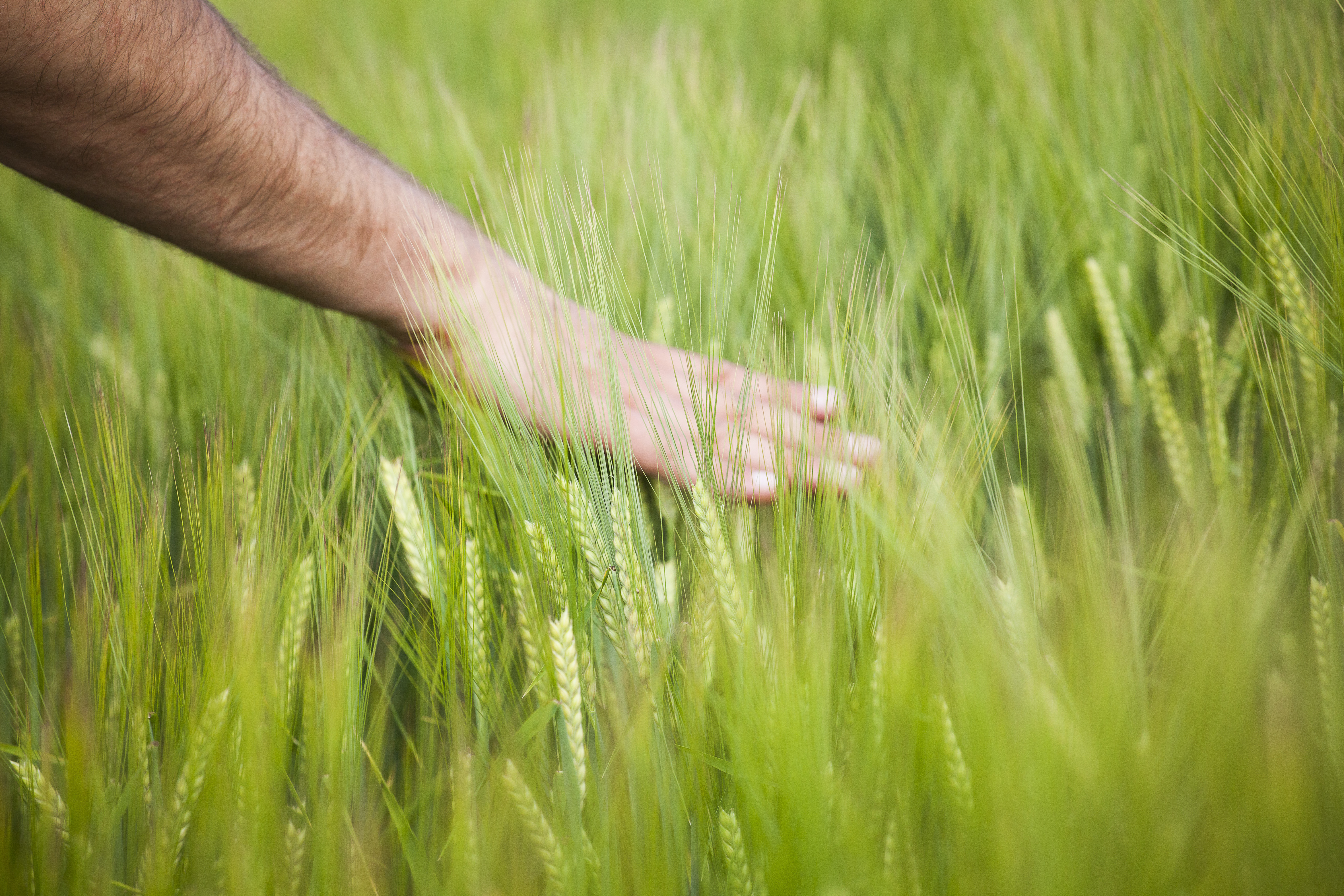 spring-barley_%D0%BD%D0%B0-%D1%81%D1%82%D1%80%D0%B0%D0%BD%D0%B8%D1%86%D1%83-%D0%BA%D0%BE%D0%BD%D1%82%D0%B0%D0%BA%D1%82%D0%BE%D0%B2.jpg