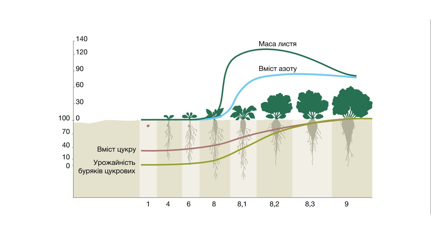 Графік 2. Процес поглинання азоту та зростання ваги гички, коренеплоду та вмісту цукру