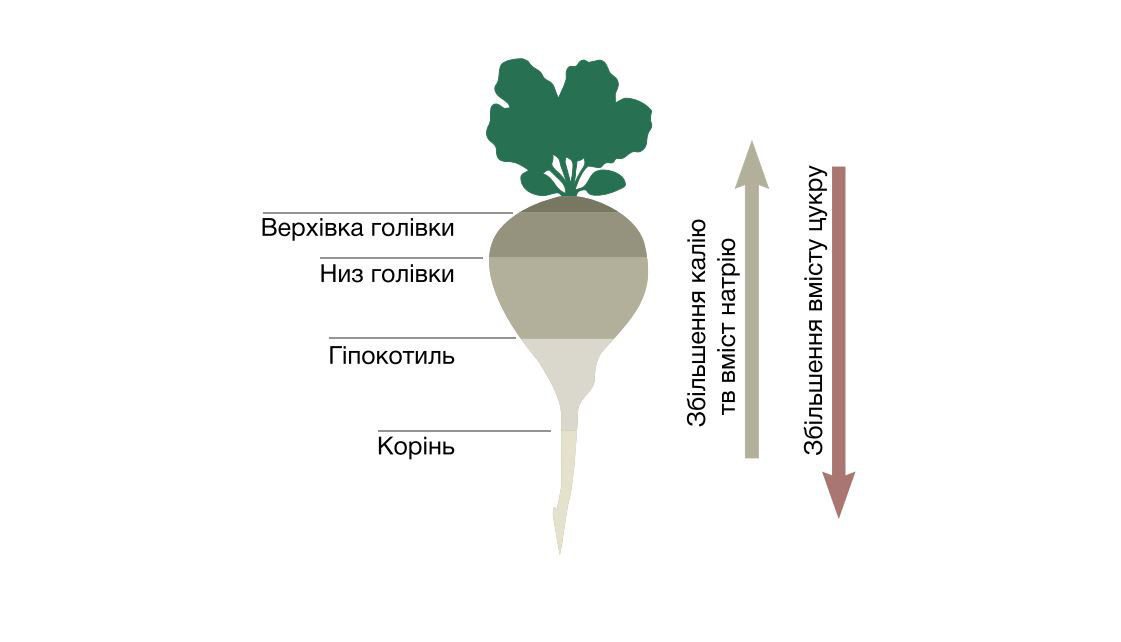Мал. 1. Вихід цукру і вміст патокоутворювальних K та Na в різних морфологічних частинах коренеплоду цукрового буряка