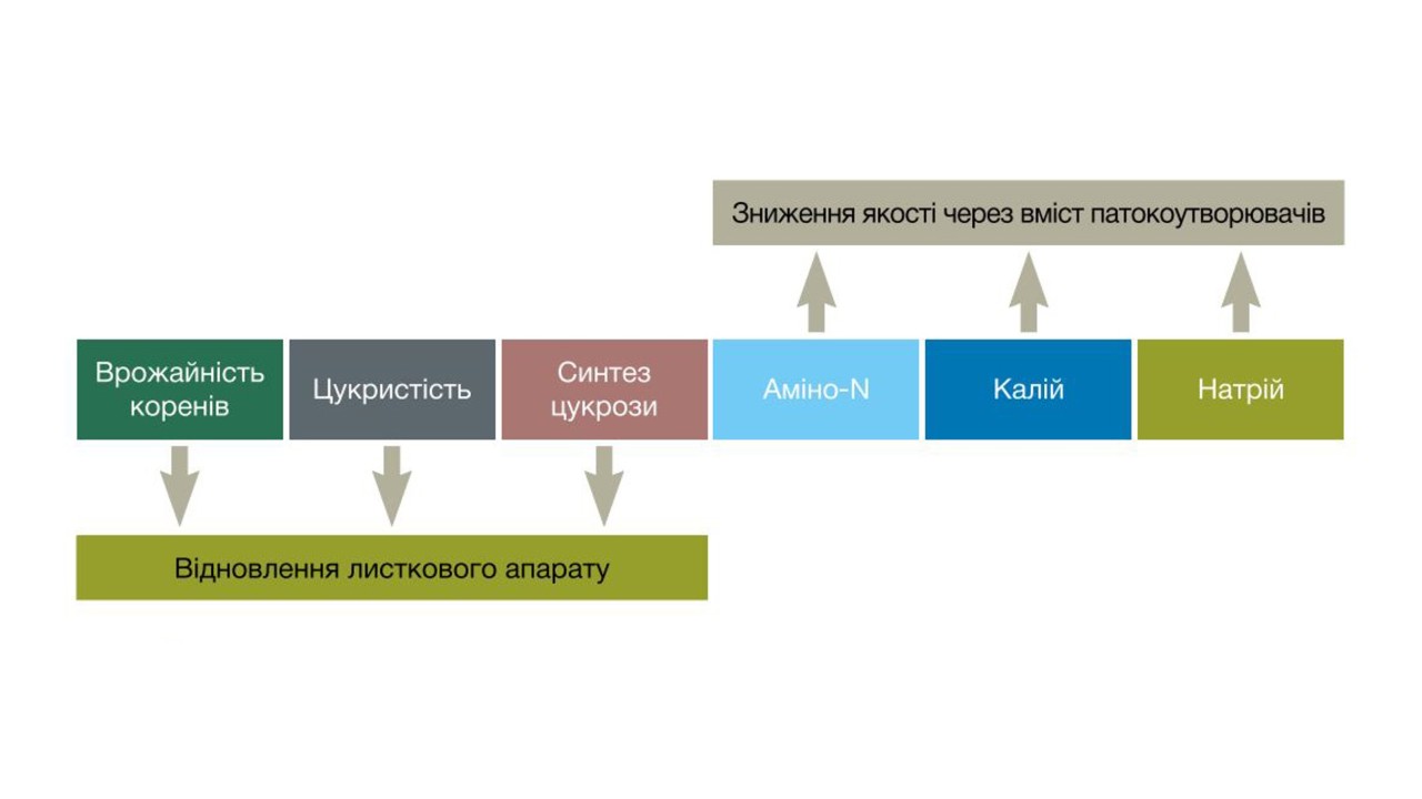 Мал. 2. Ефект впливу відновлення листків, пошкоджених хворобами, на врожайність коренів і показники якості в цукрових буряках