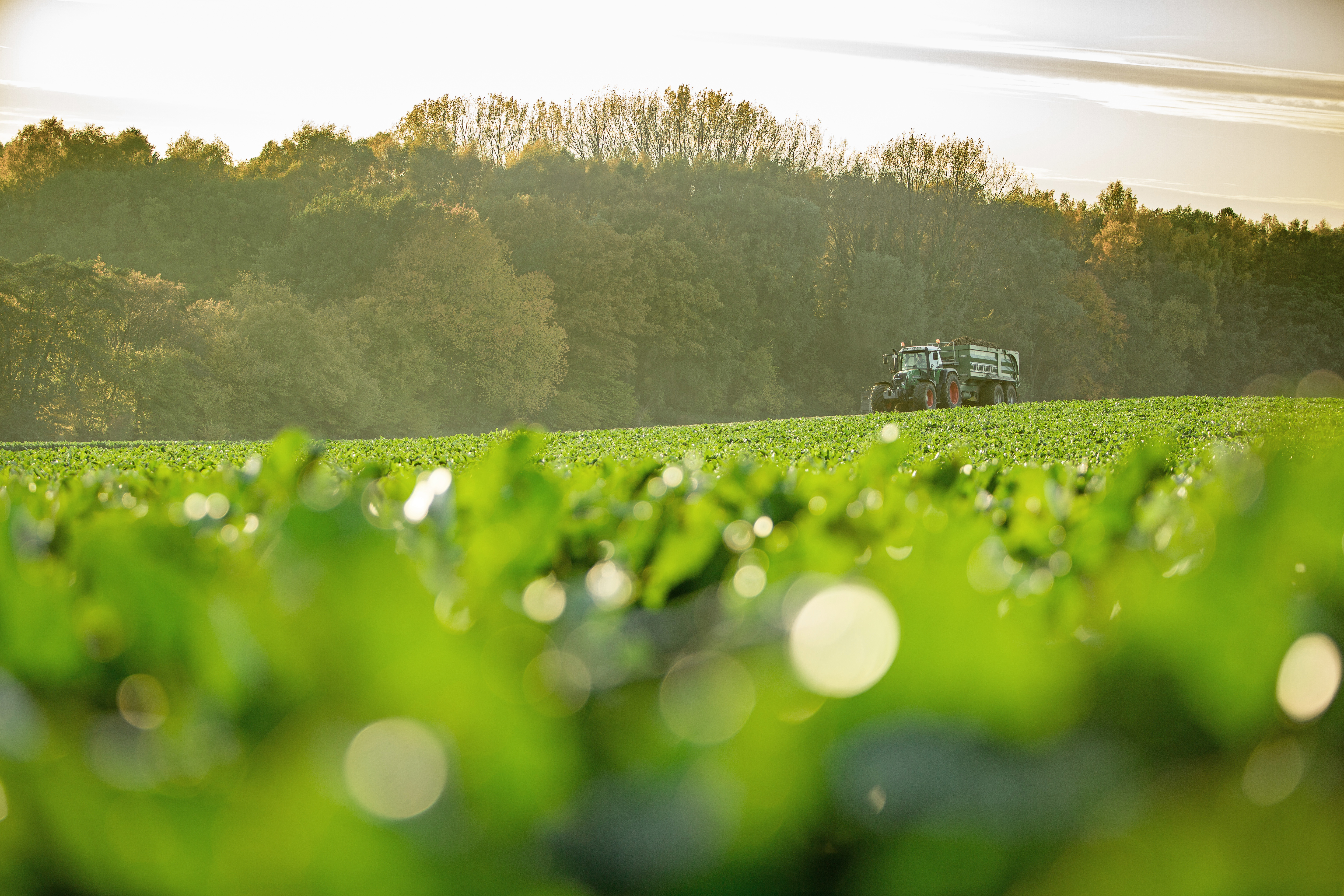 kws2015_sugarbeet_field_1y8a0167.jpg