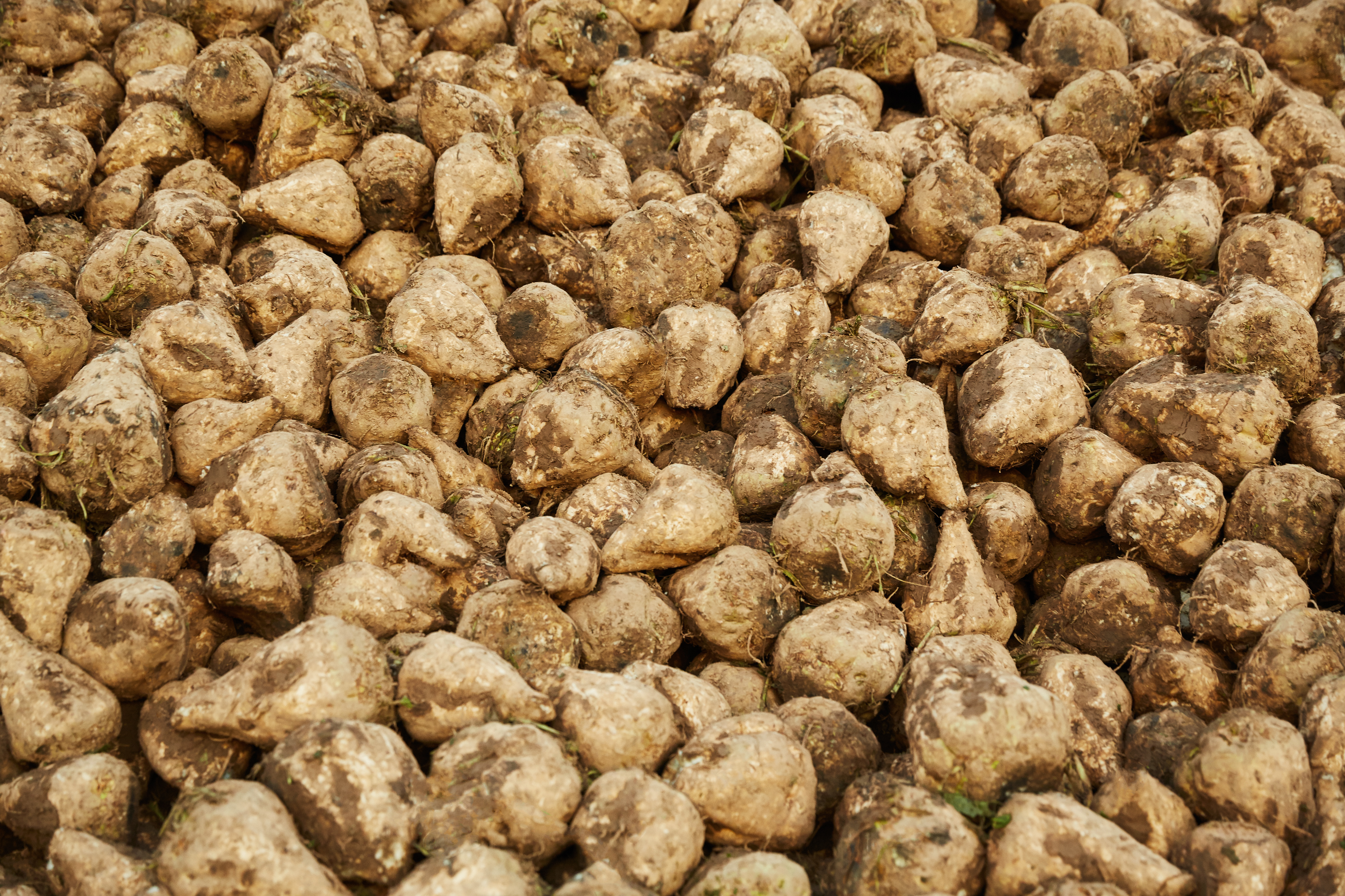 kws2015_sugarbeet_harvest_1y8a0444.jpg