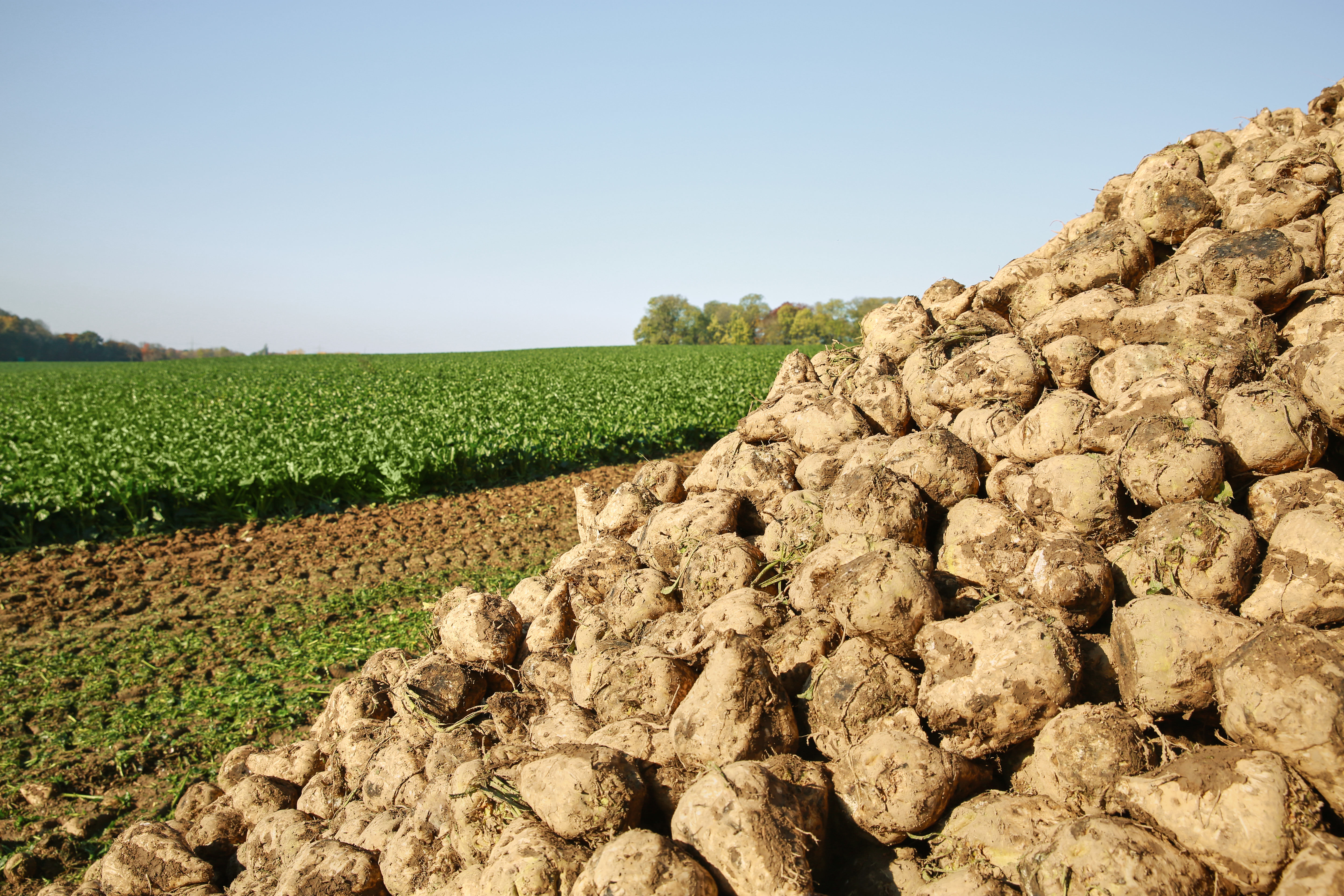 kws2015_sugarbeet_harvest_1y8a8922.jpg