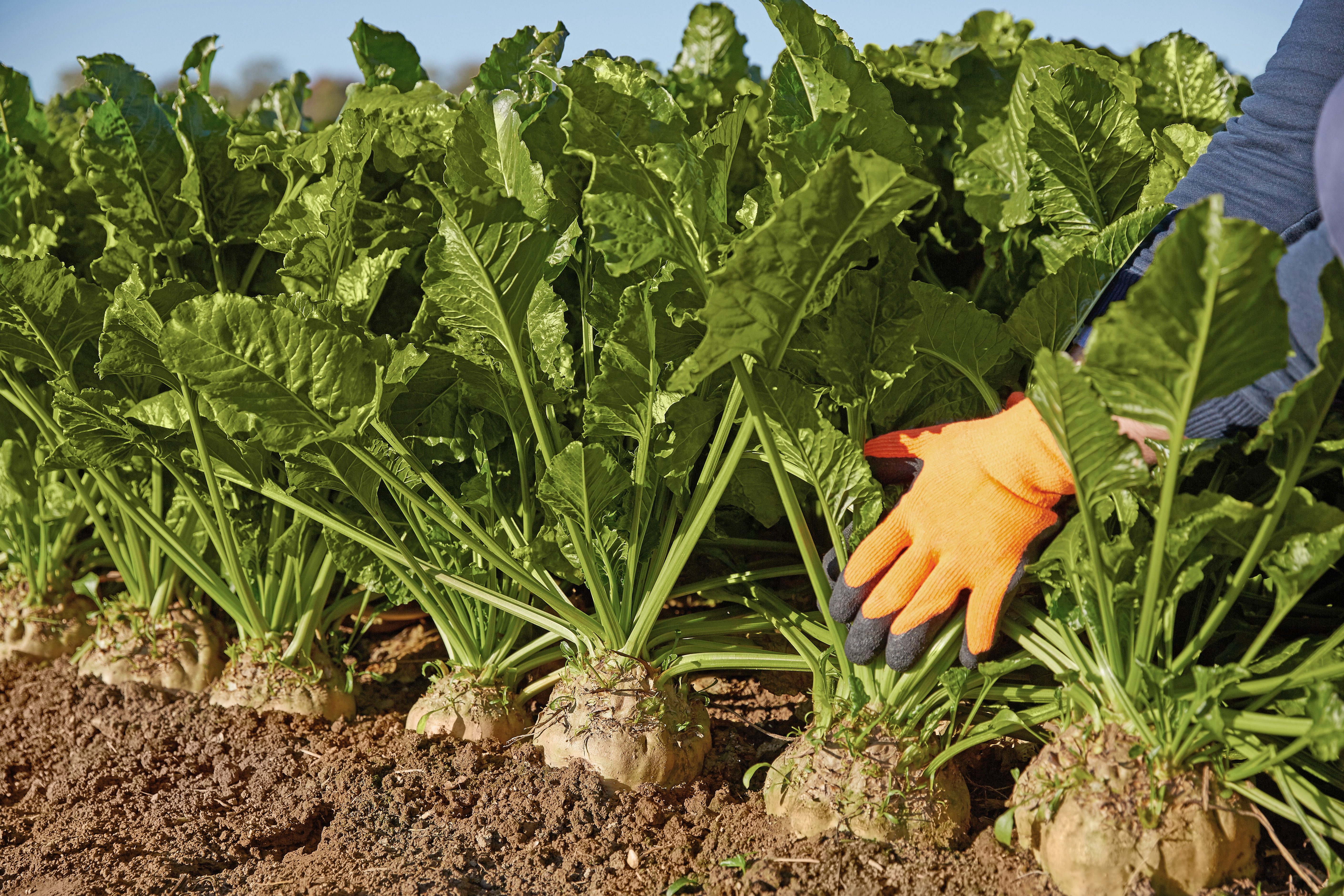 kws2015_sugarbeet_harvest_1y8a9670.jpg