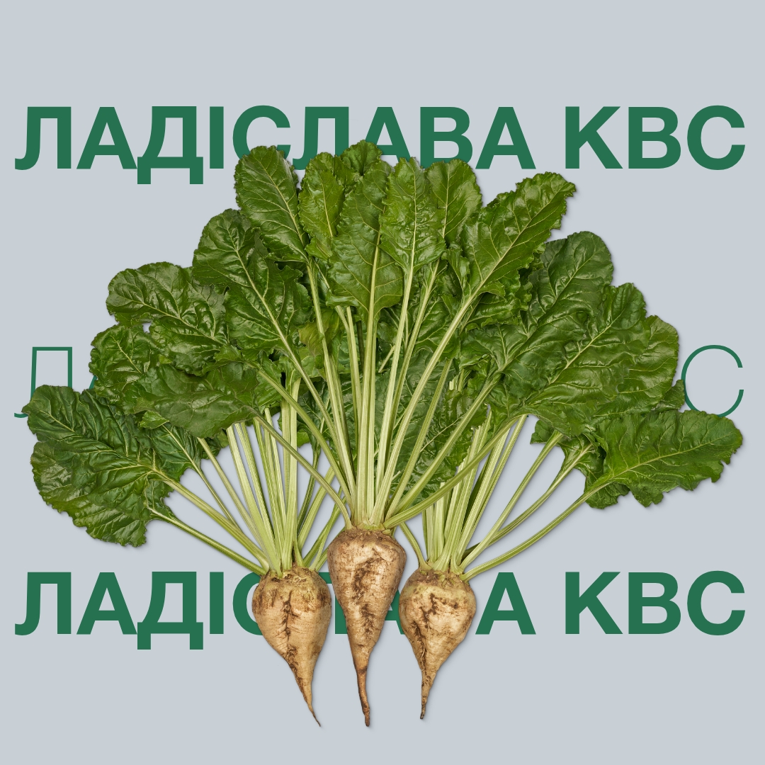 ladislava-kws_2.jpg