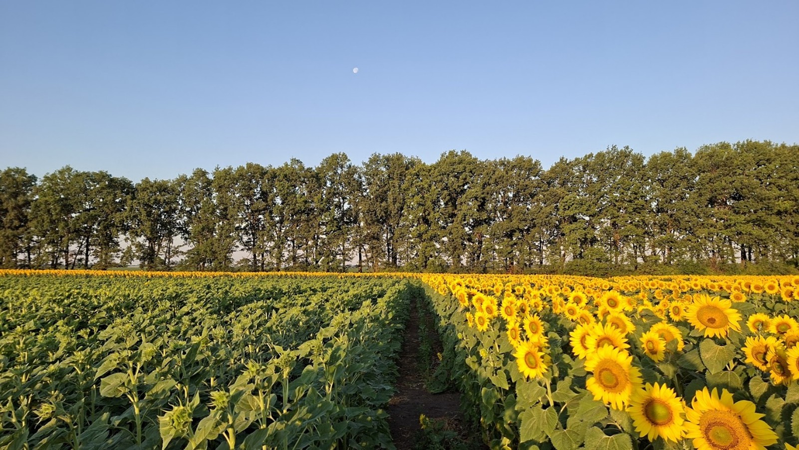Рис 2. Цвітіння на ранньому посіві. Скоро зацвіте й пізній посів