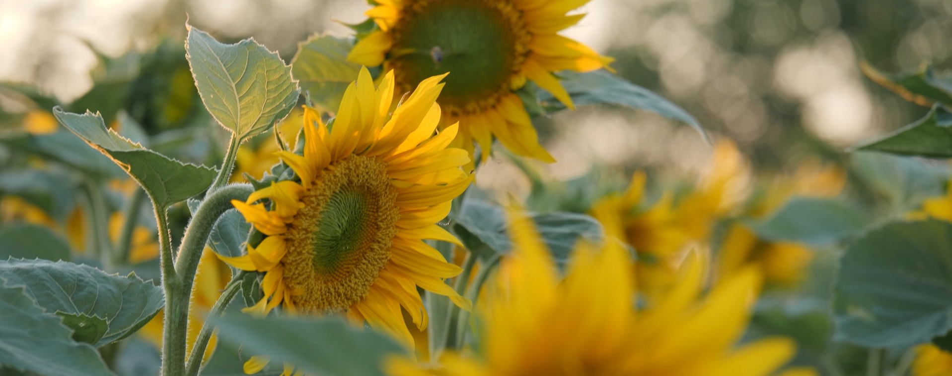 kws-sunflower-seed-production-2020-03-2.jpg