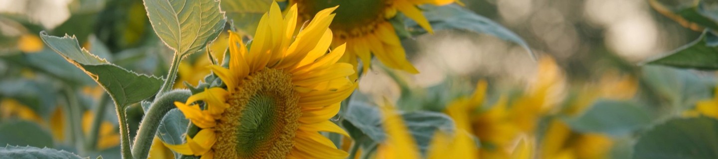kws-sunflower-seed-production-2020-03-2.jpg