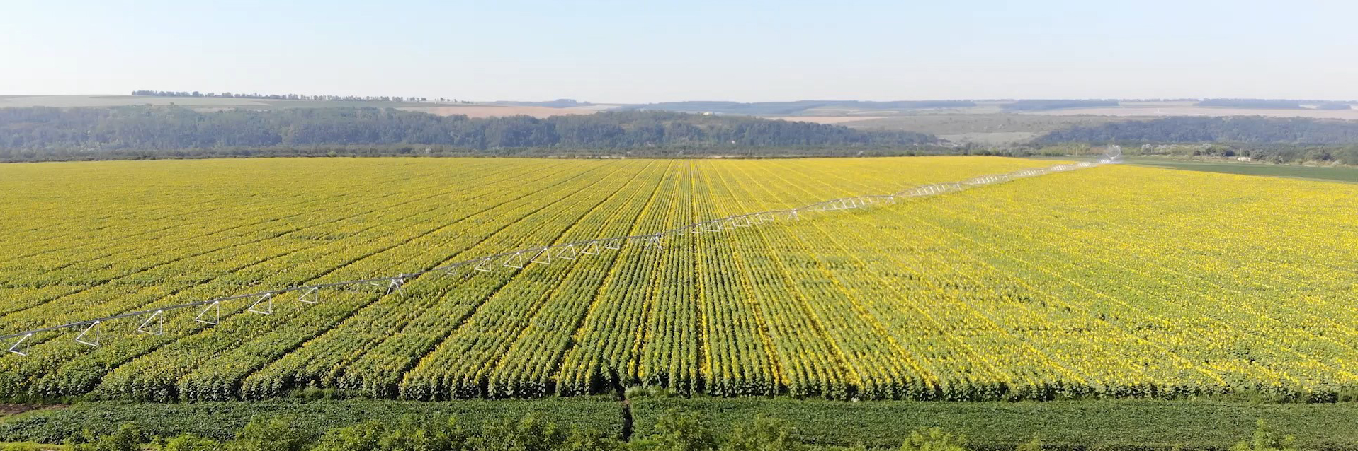 kws-sunflower-seed-production-2020-08-2.jpg