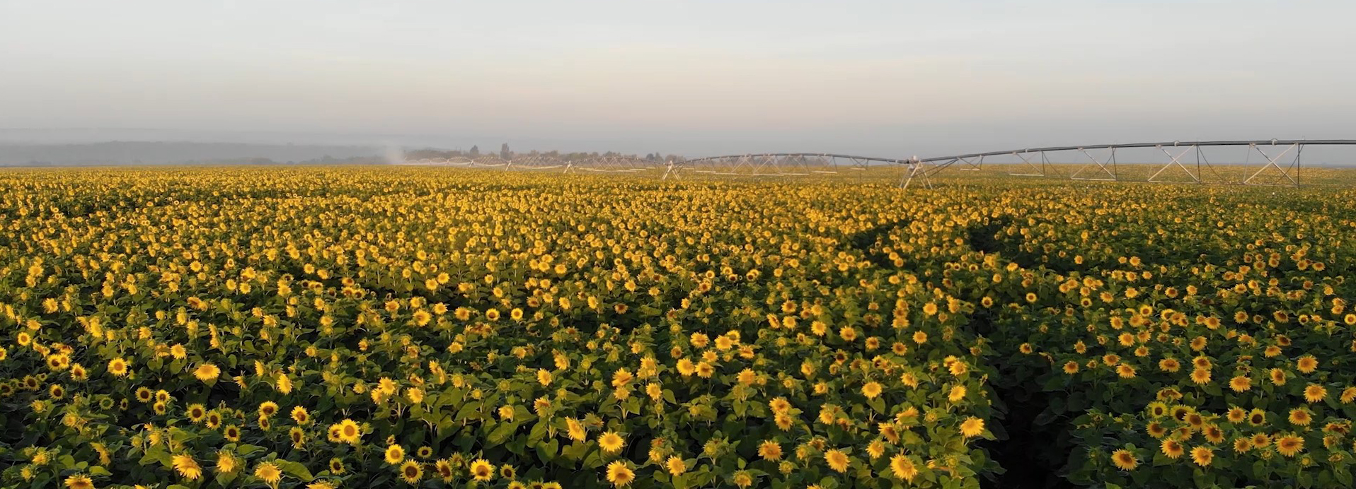 kws-sunflower-seed-production-2020-14-2.jpg