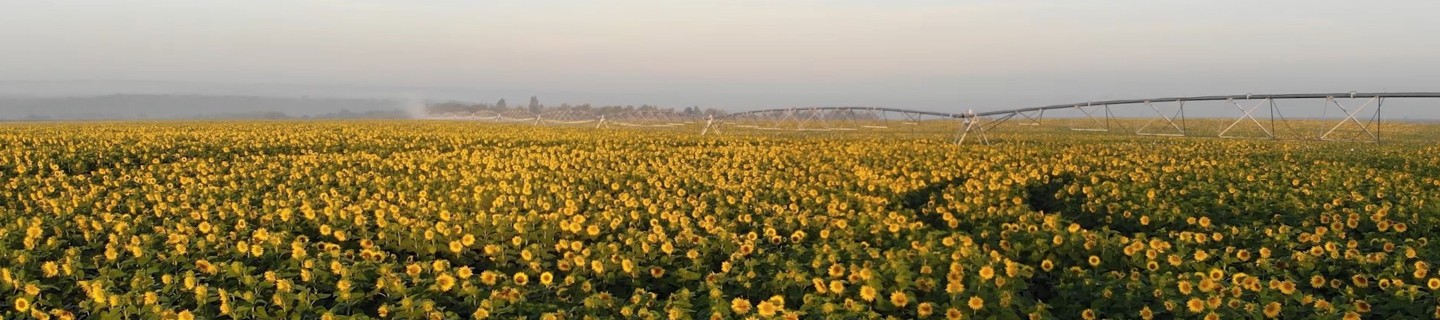 kws-sunflower-seed-production-2020-14-2.jpg