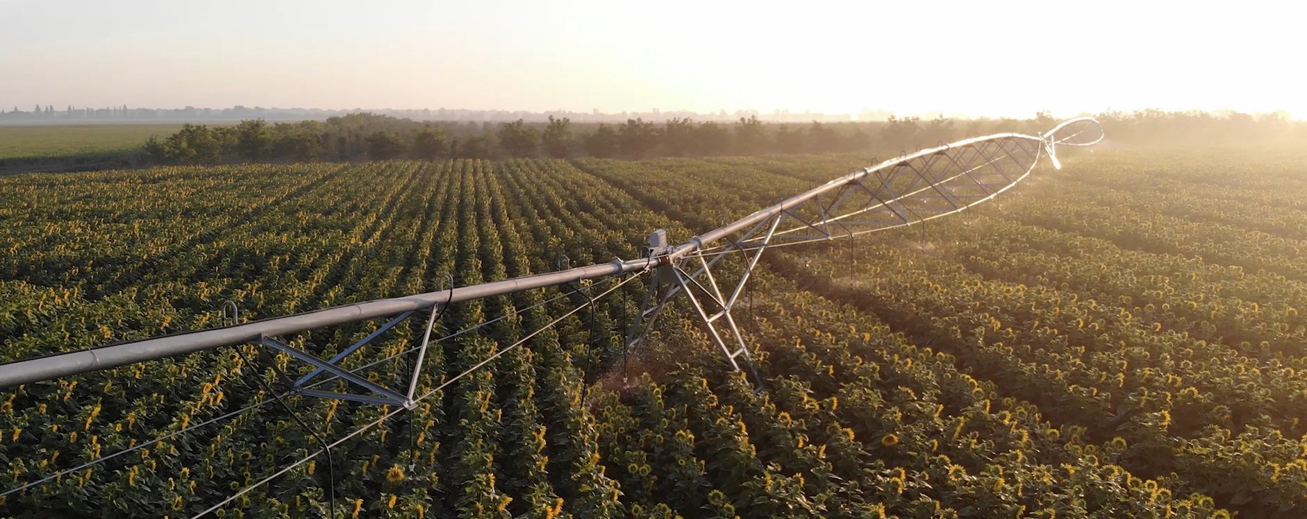 kws-sunflower-seed-production-2020-17-3.jpg