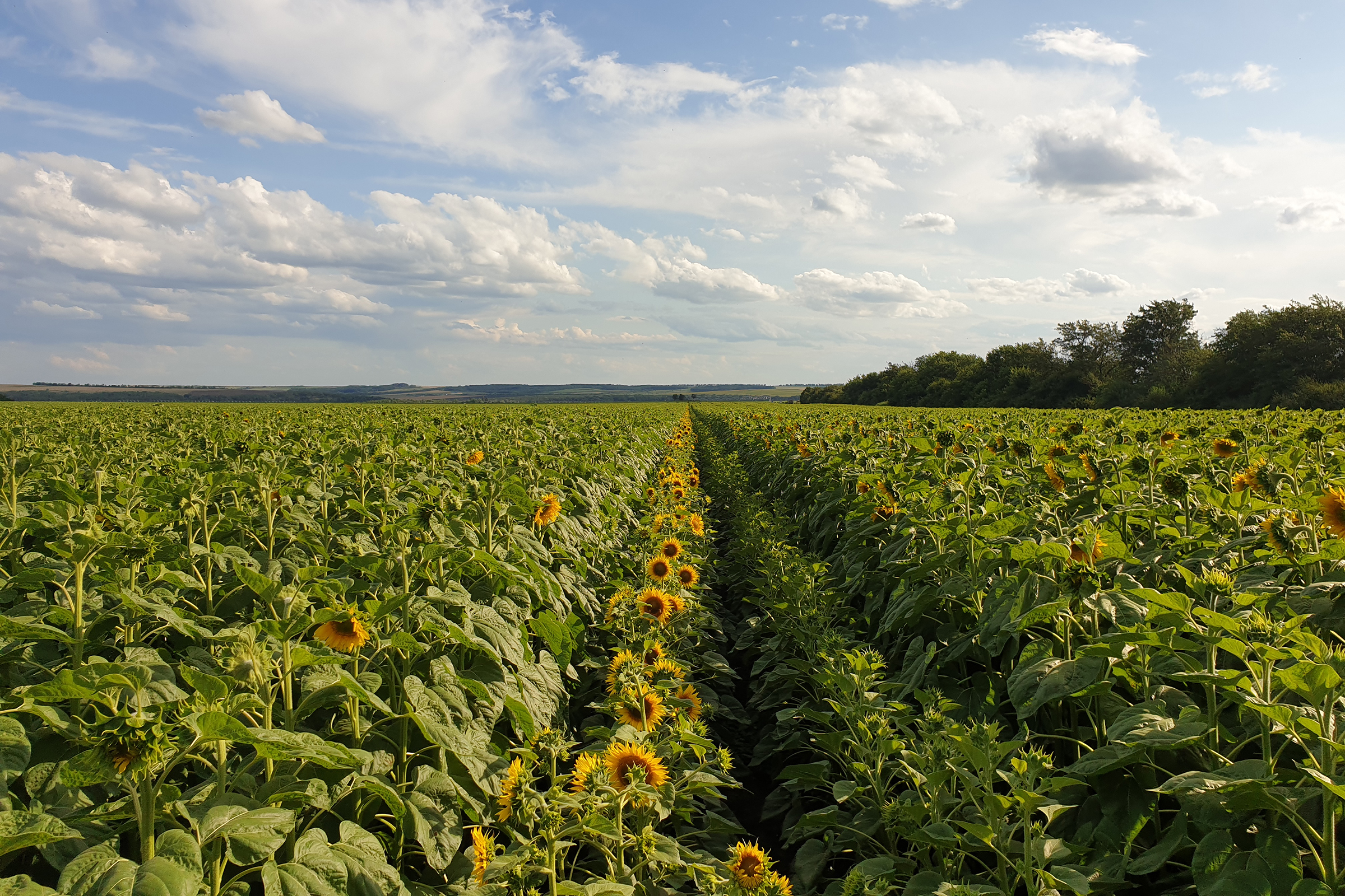 kws-vyrobnytstvo-nasinnya-sonyashnyka-khmelnytska-oblast-2019-07.jpg