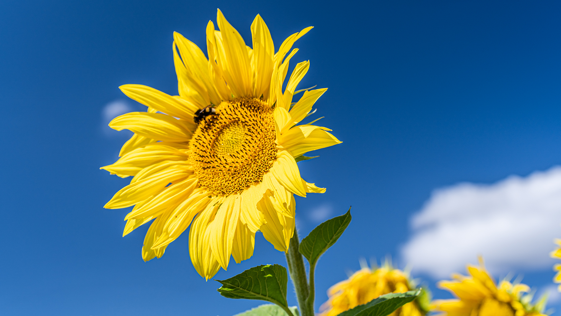 sunflower_blossom_1900x1070.png