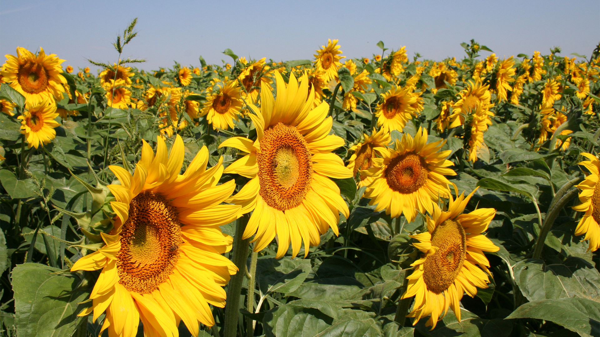 sunflower_title2-2.png
