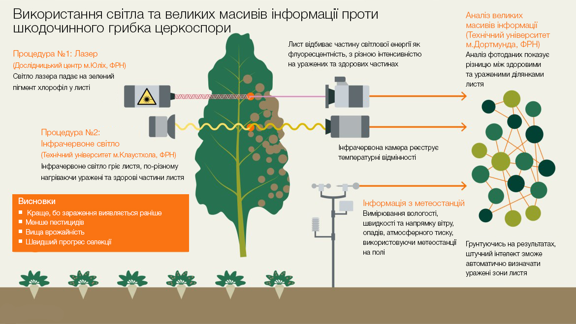 kws_data_plant_project_cercospora_sugar_beet_infographic_web.jpg